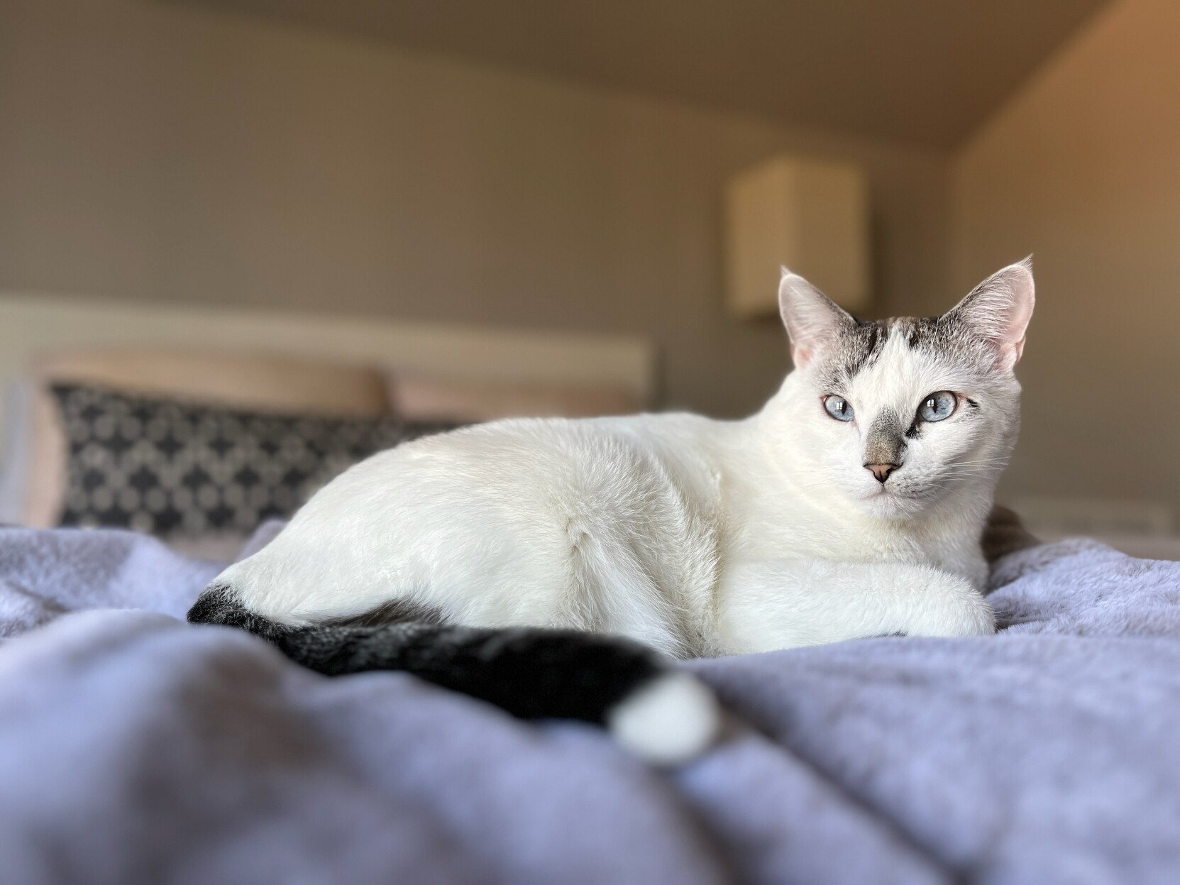 A white cat laying on a bed