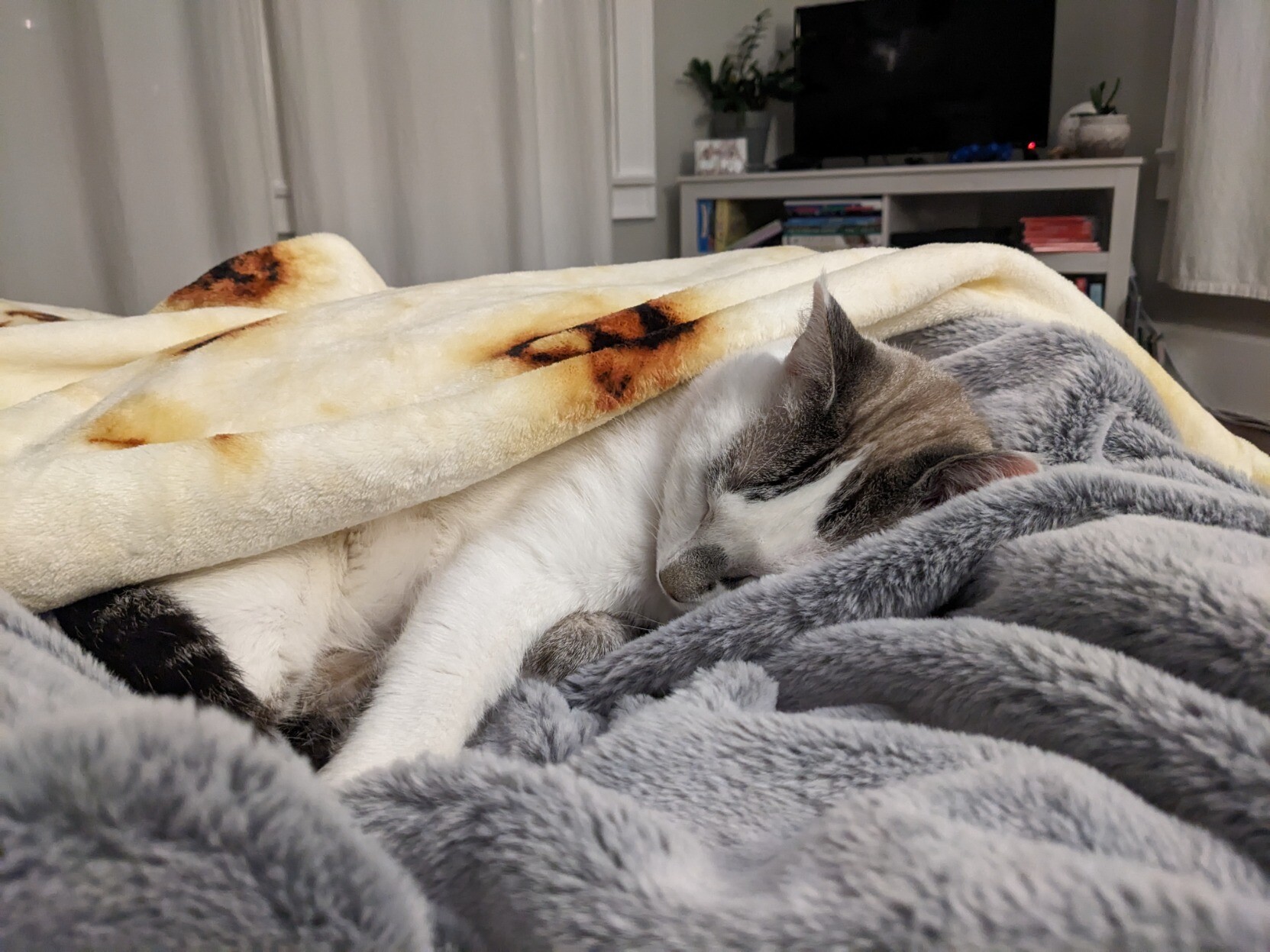 White cat under a burrito blanket