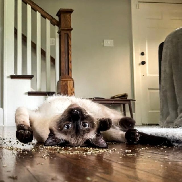 A Siamese cat laying on his back, high on catnip