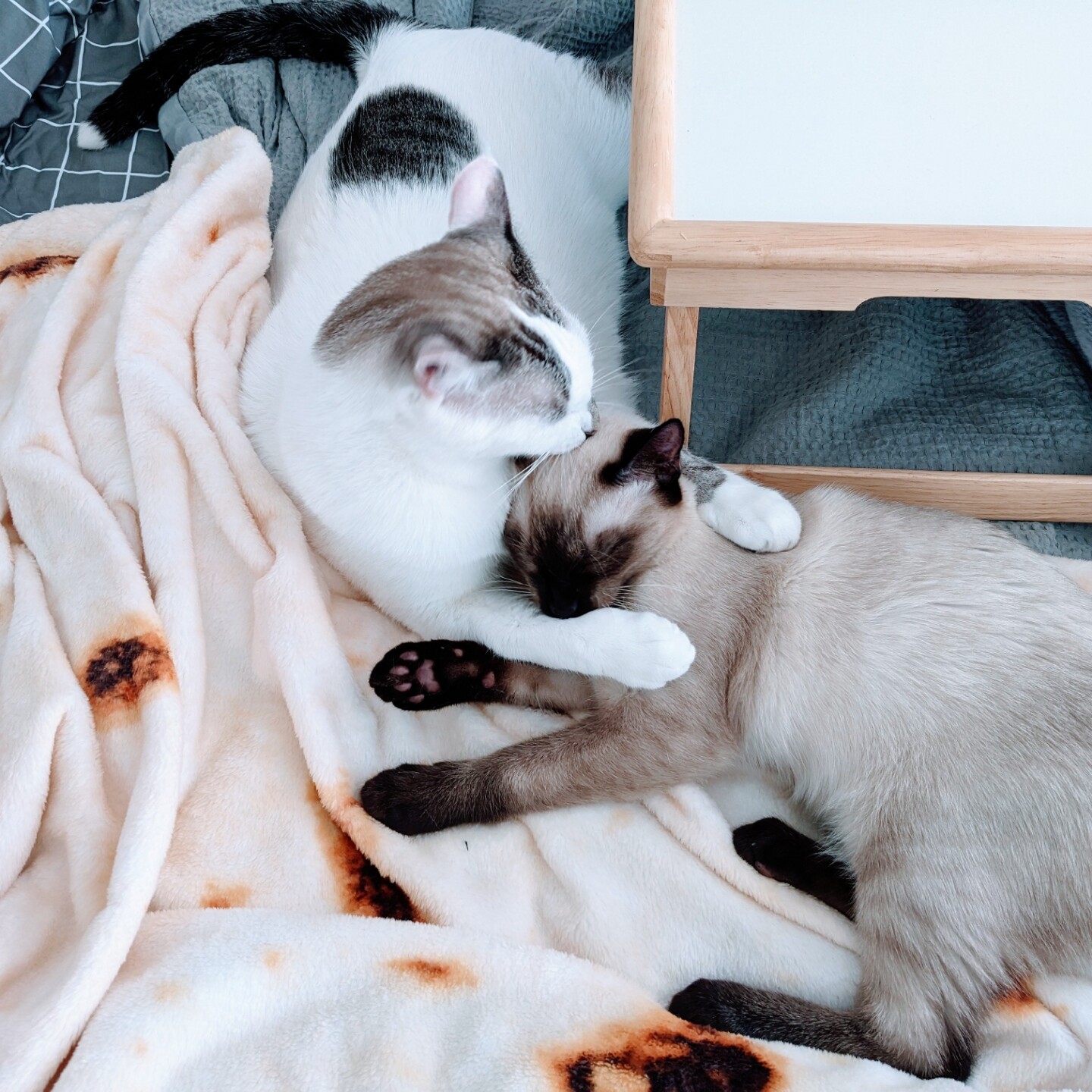 A white cat licking a Siamese kitten