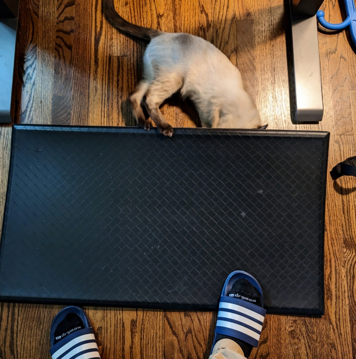 A cat digging under a standing mat