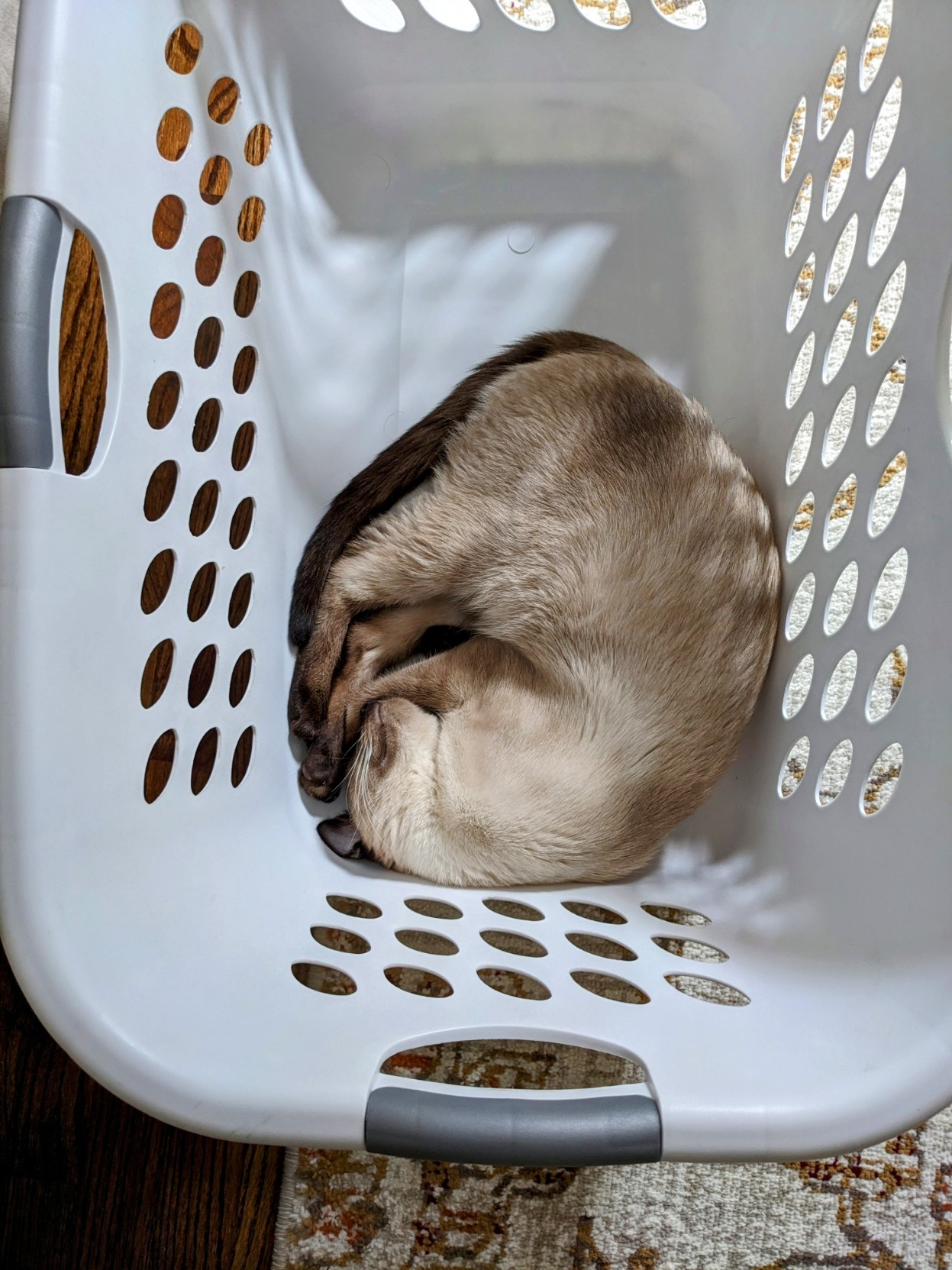 A Siamese cat sleeping in a laundry basket