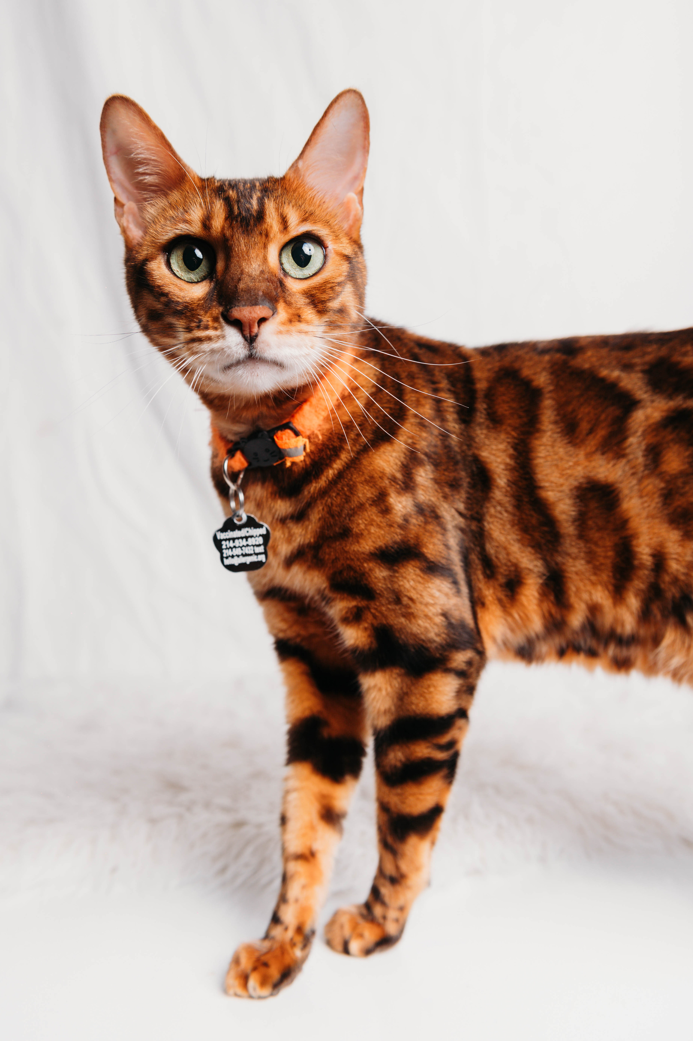 A Bengal cat looking apprehensively into the camera