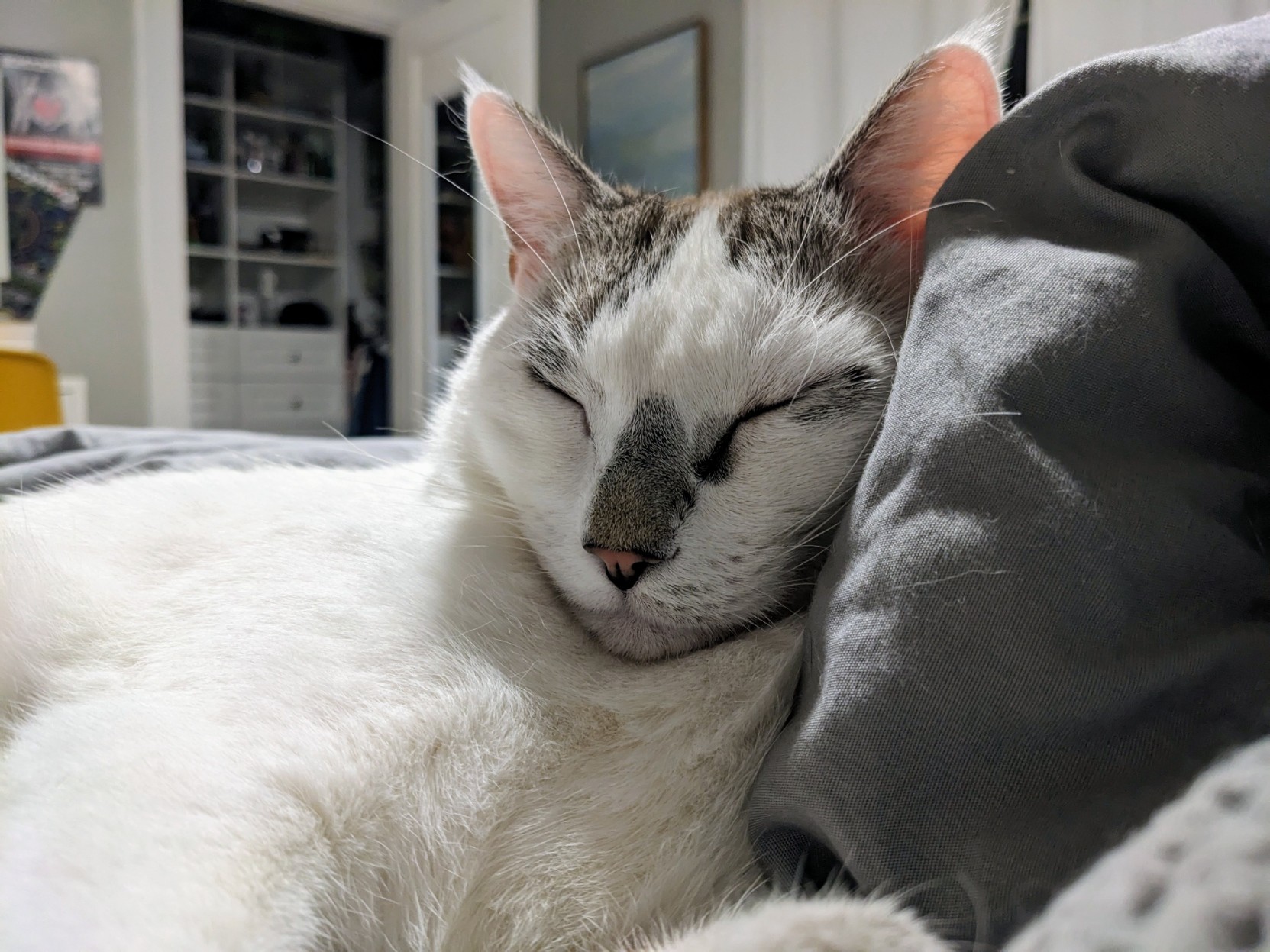 A white lynx point siamese cat sleeping on a pile of blankets