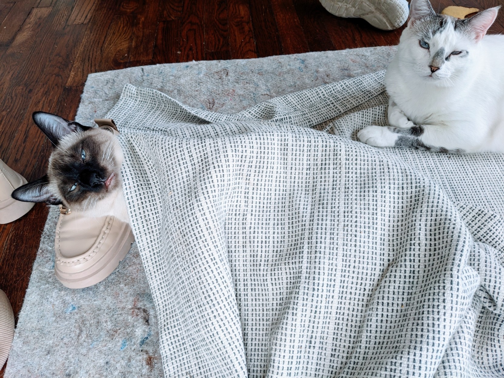 A Siamese cat that's wrapped itself in a rug and using a shoe as a pillow