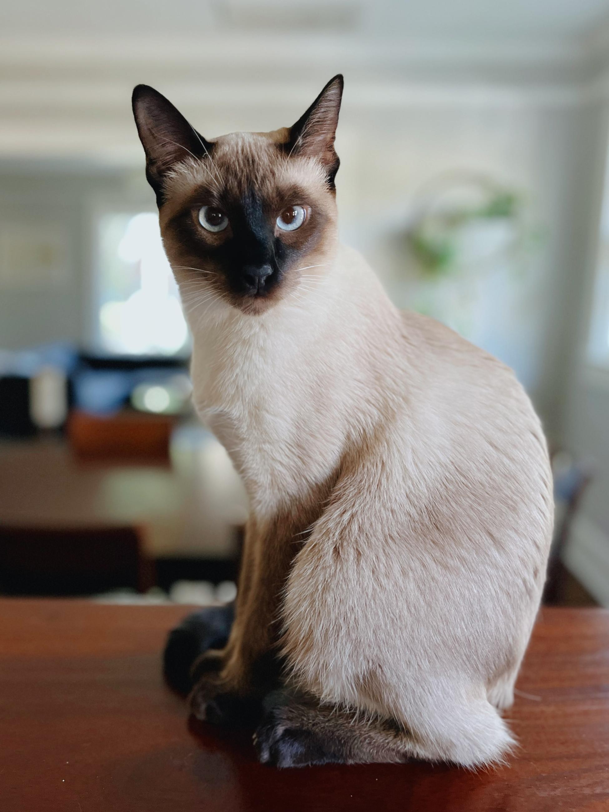 I started calling this one "Demon Cat", but I'm trying to change to "Trickster Makes This World". (Siamese cat looking at camera.)