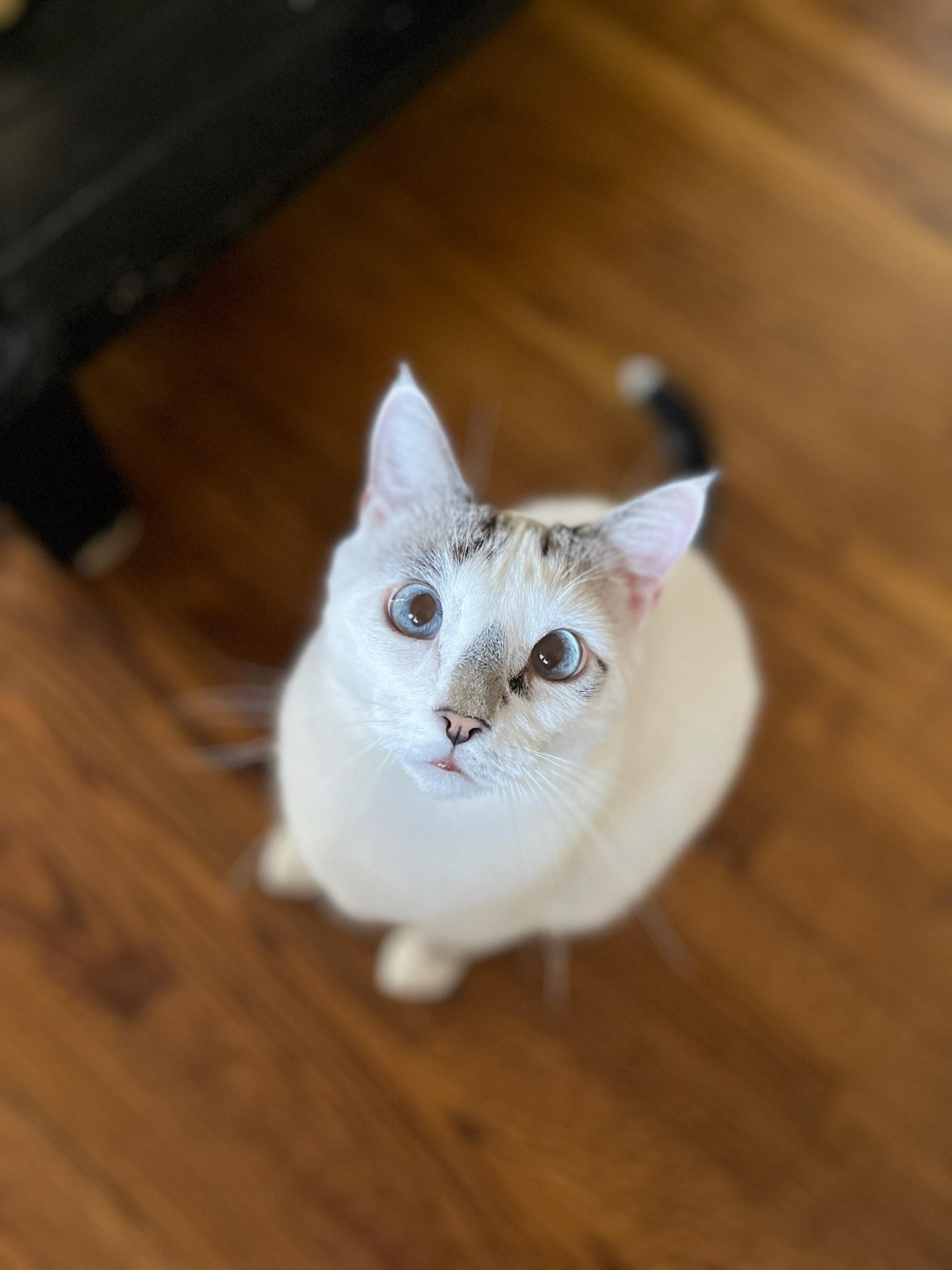 This looks says, "It has been more than an hour since my last meal, and the sadness I feel about these circumstances cannot be communicated with words alone." (White cat looking at camera.)
