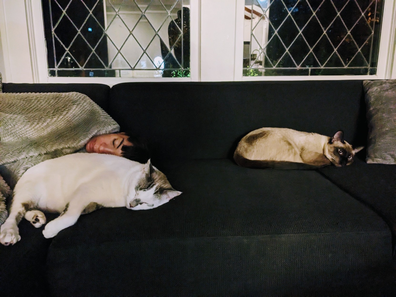 Woman asleep next to two cats
