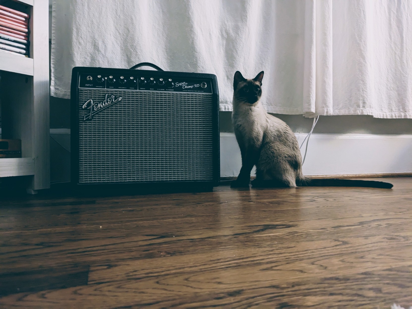 A Siamese cat next to a Fender amp