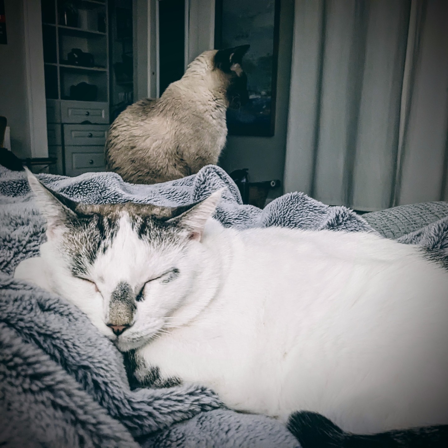 White cat sleeping while Siamese cat stands in the background
