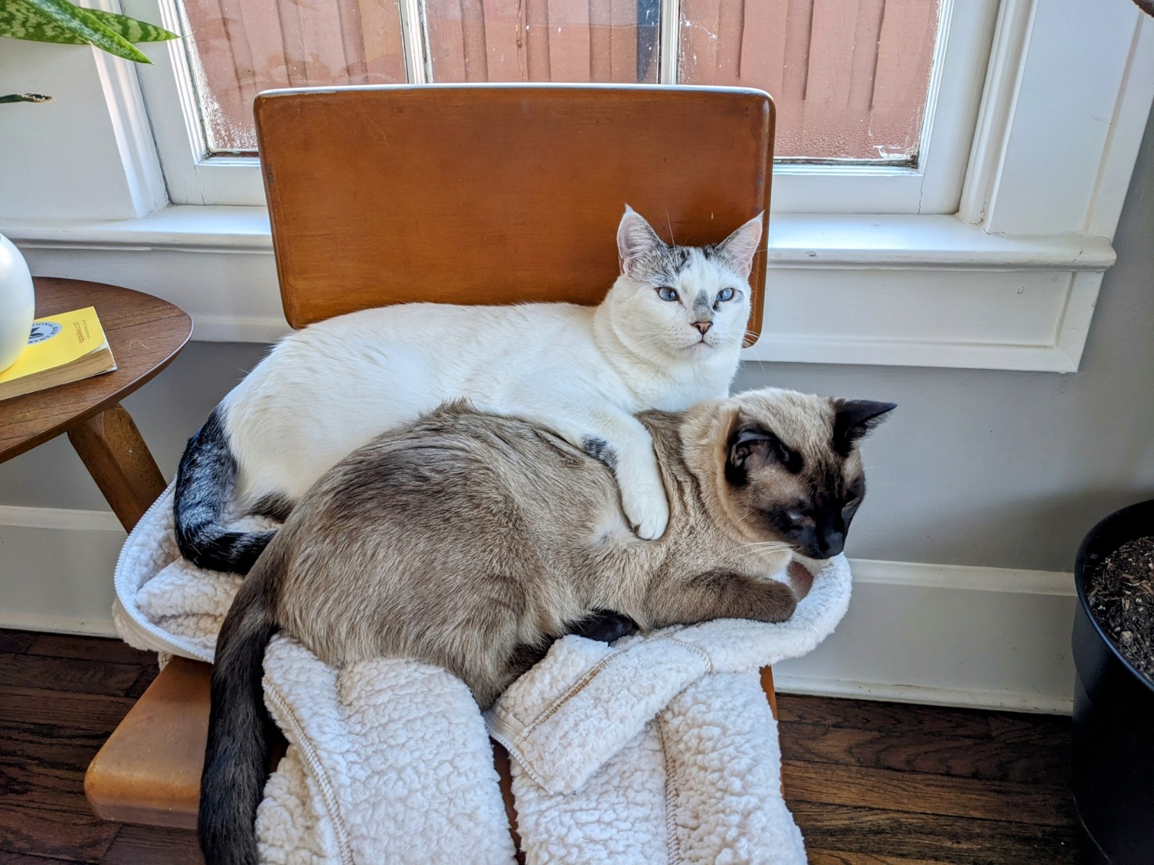 A white lynx point siamese cat cuddling a siamese cat on blanket on a chair