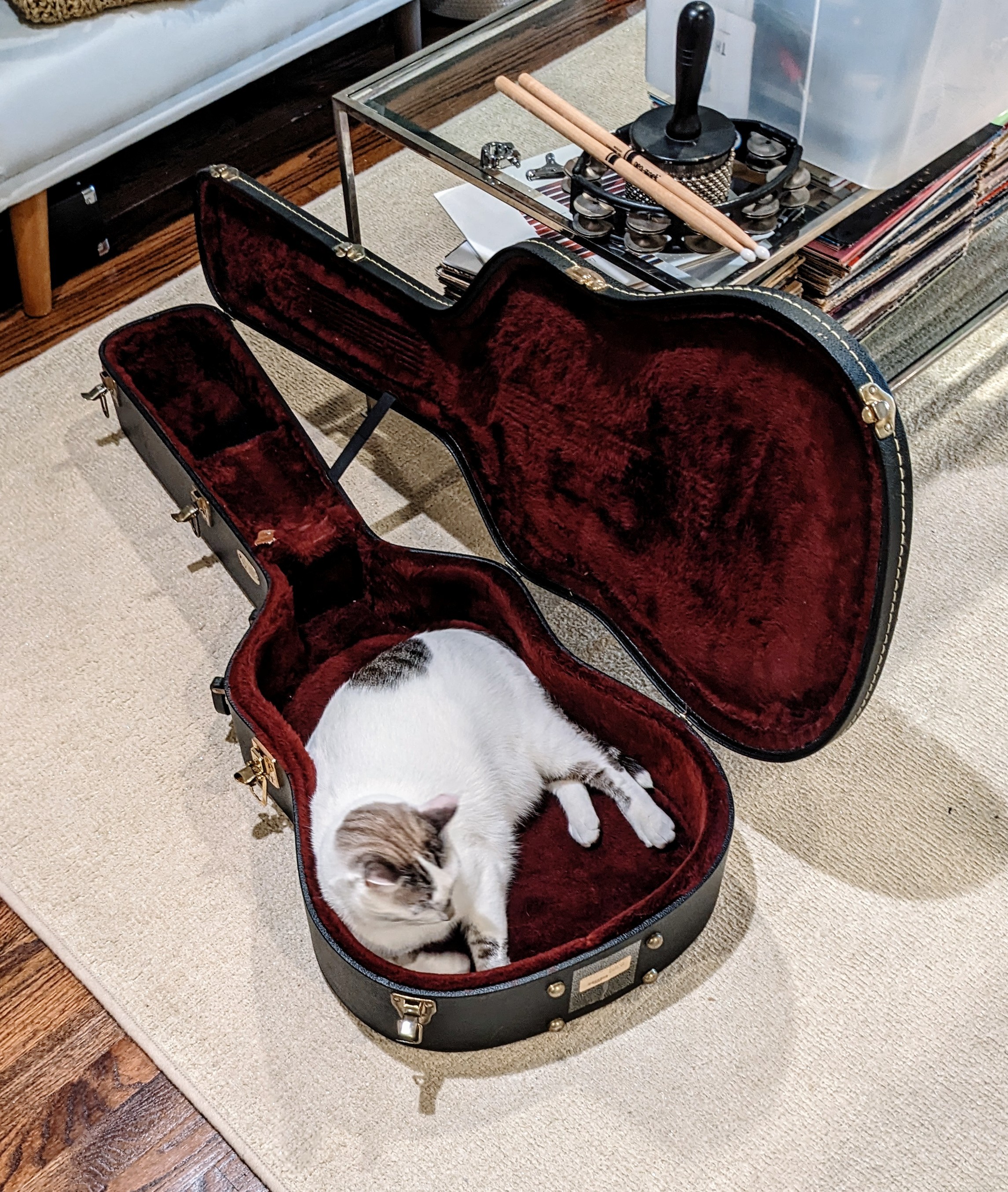 White cat laying inside an open guitar case