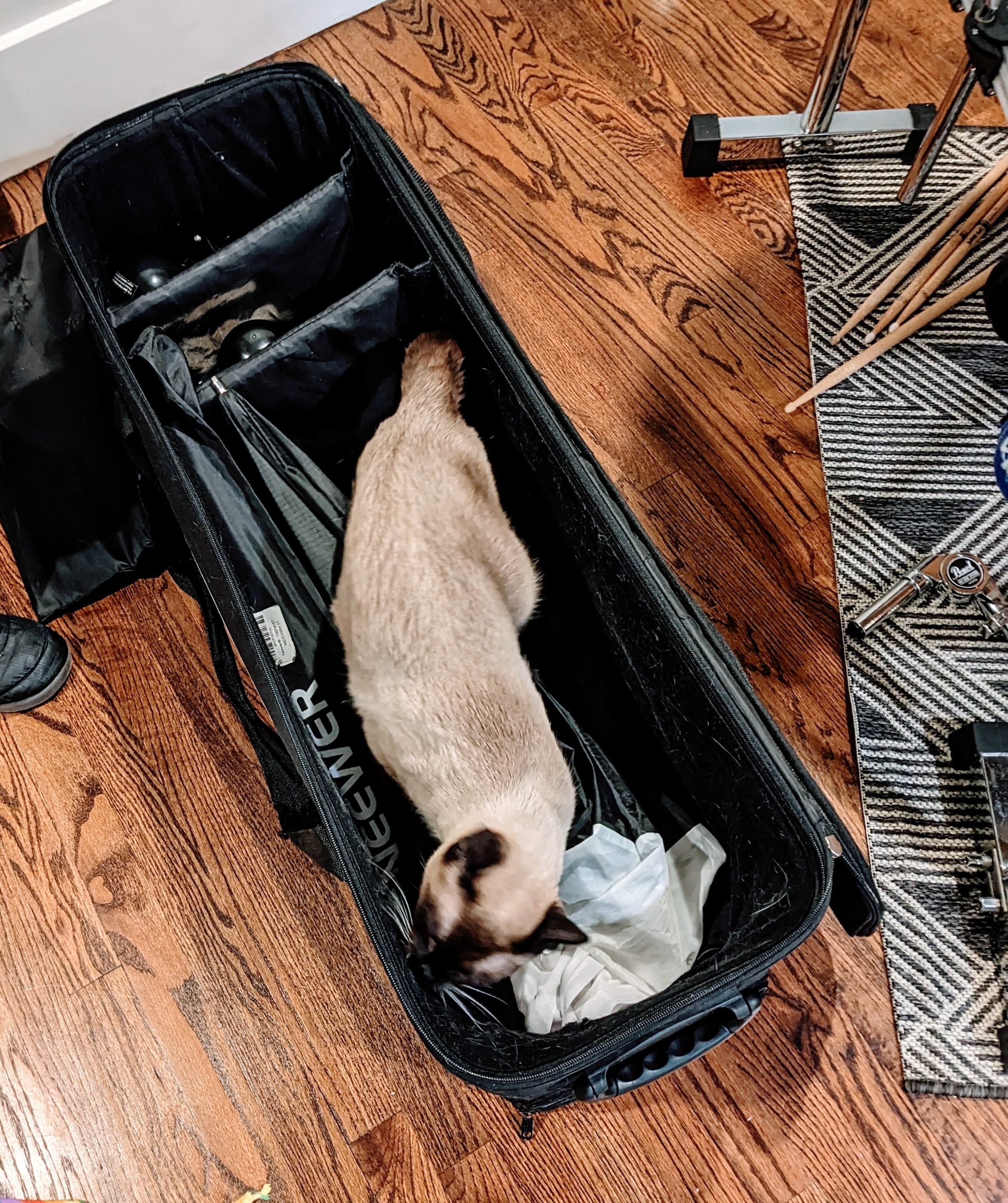 Cat inside a camera lights bag