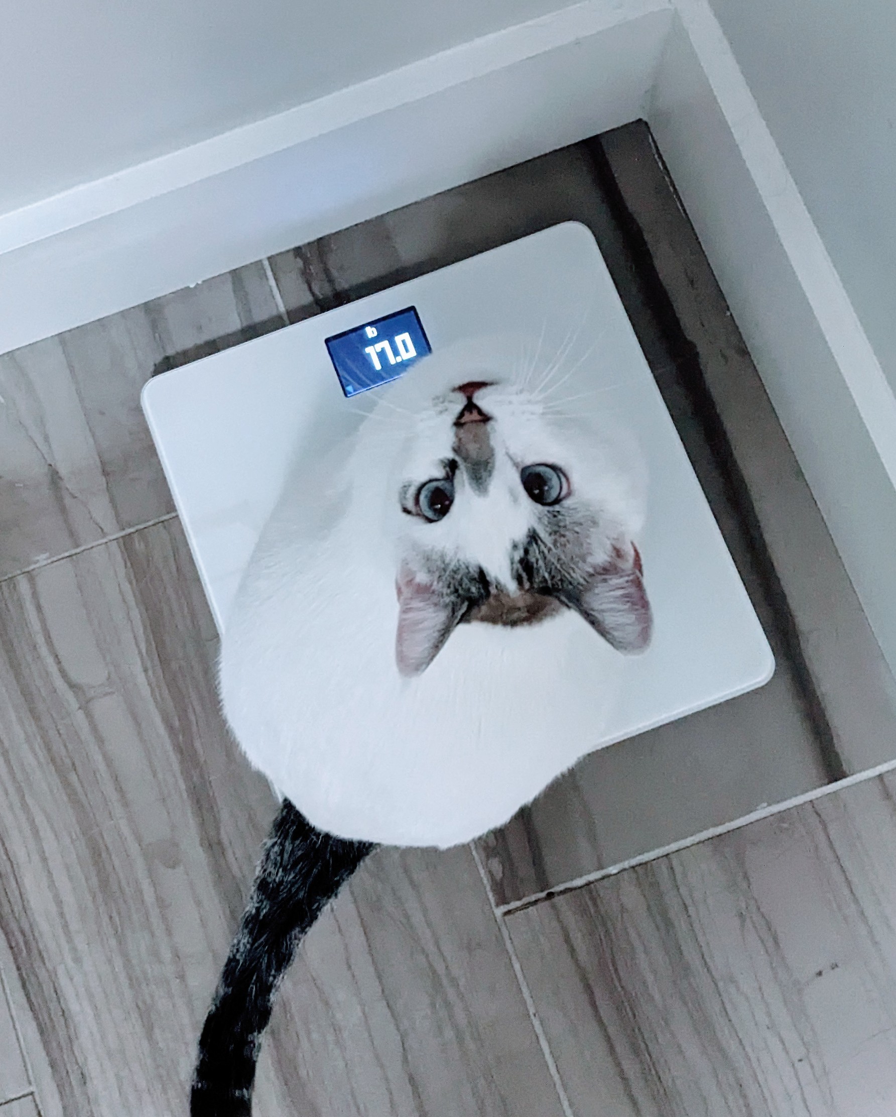 A white cat standing on a digital scale looking up at the camera 