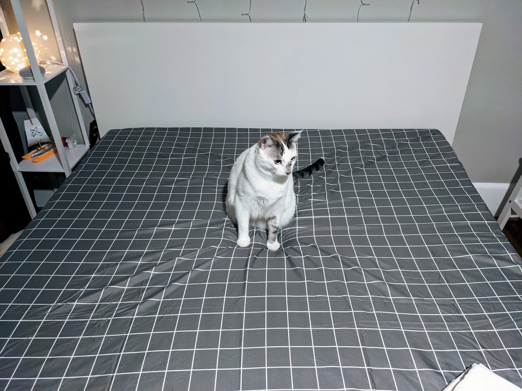 A white cat sitting in the middle of a bed with only a sheet on it