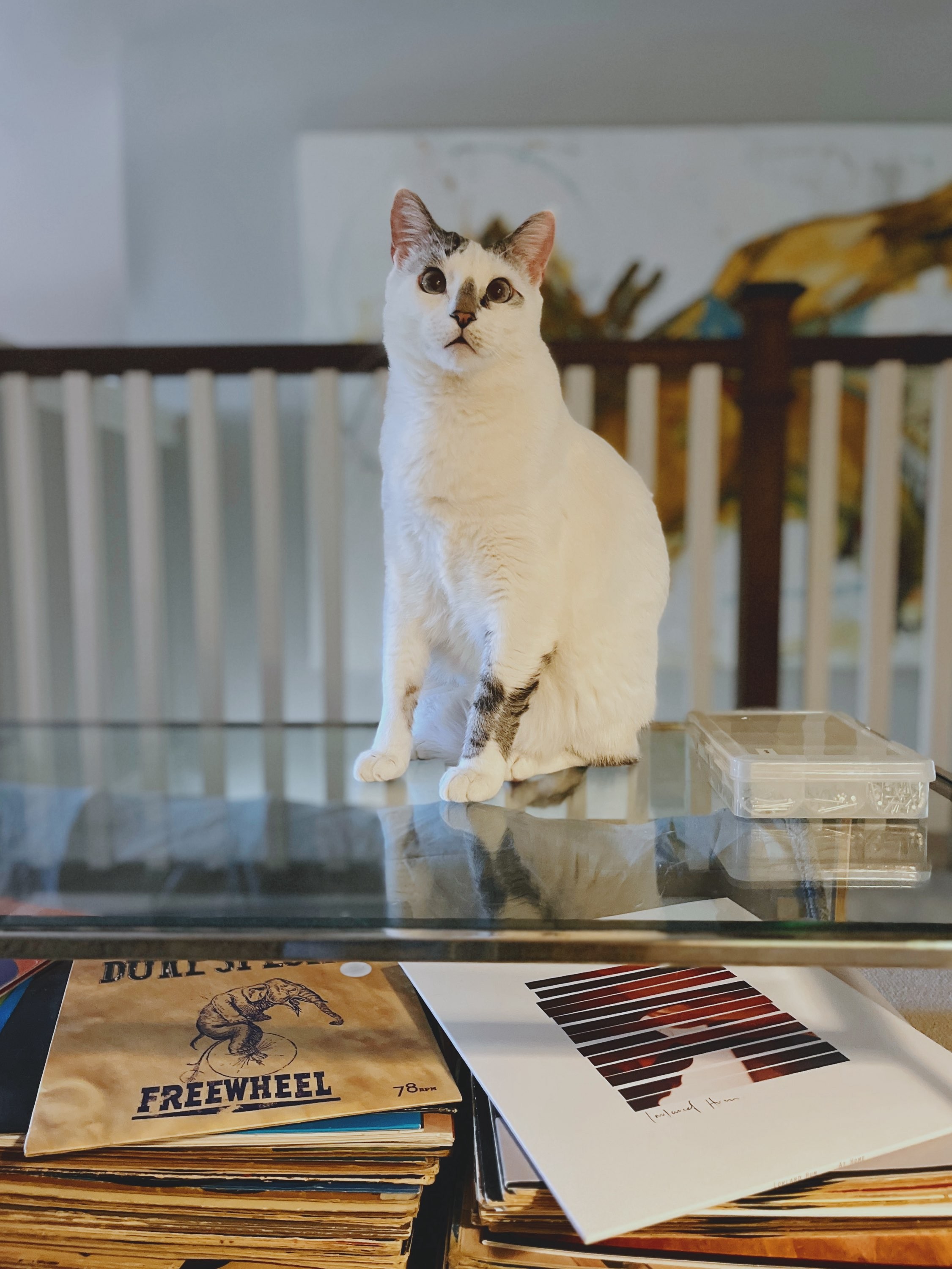 White cat sitting on glass coffee table. Under coffee table are stacks of vinyl records.