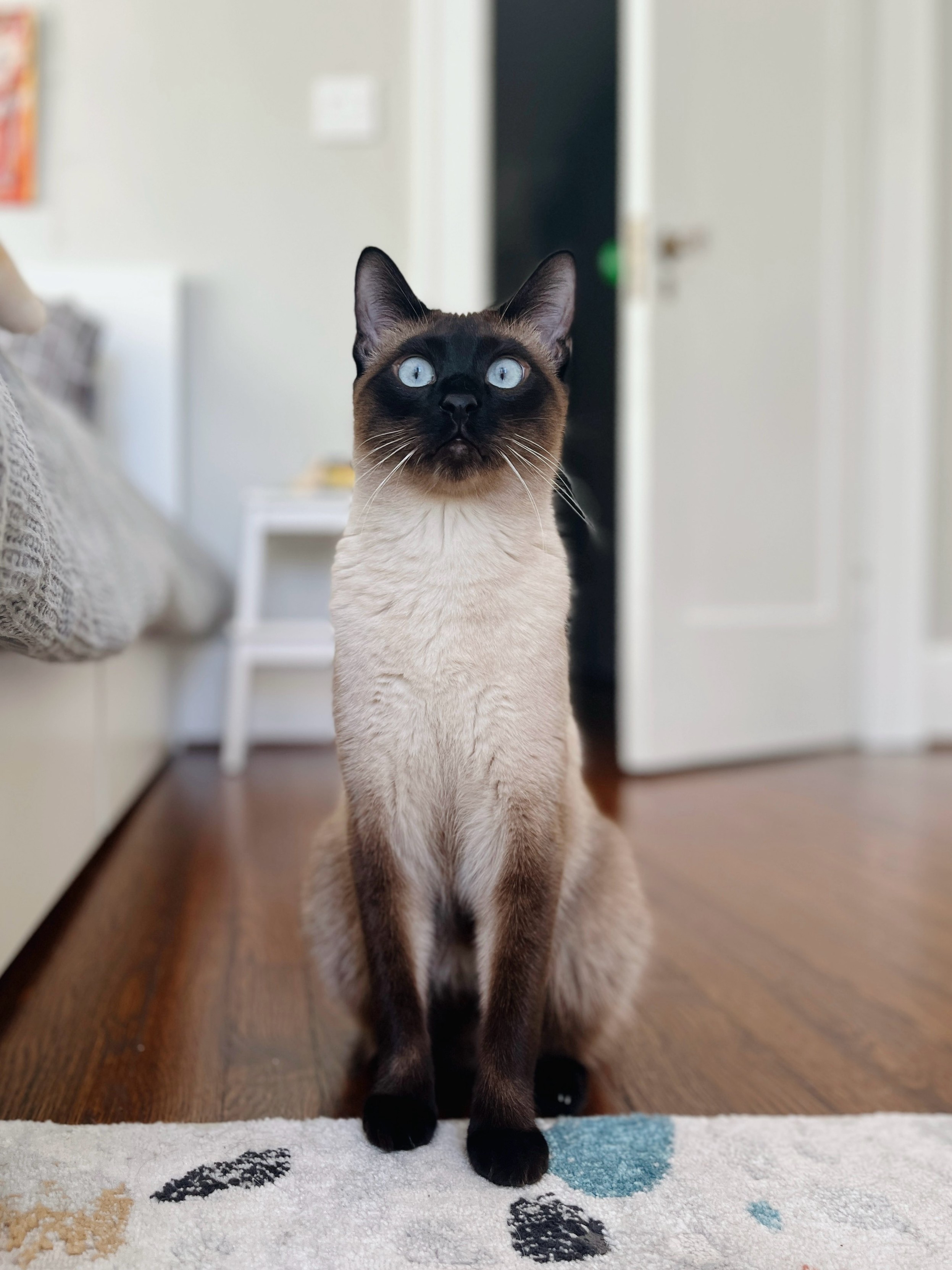 Siamese cat sitting facing the camera with very wide ice blue eyes