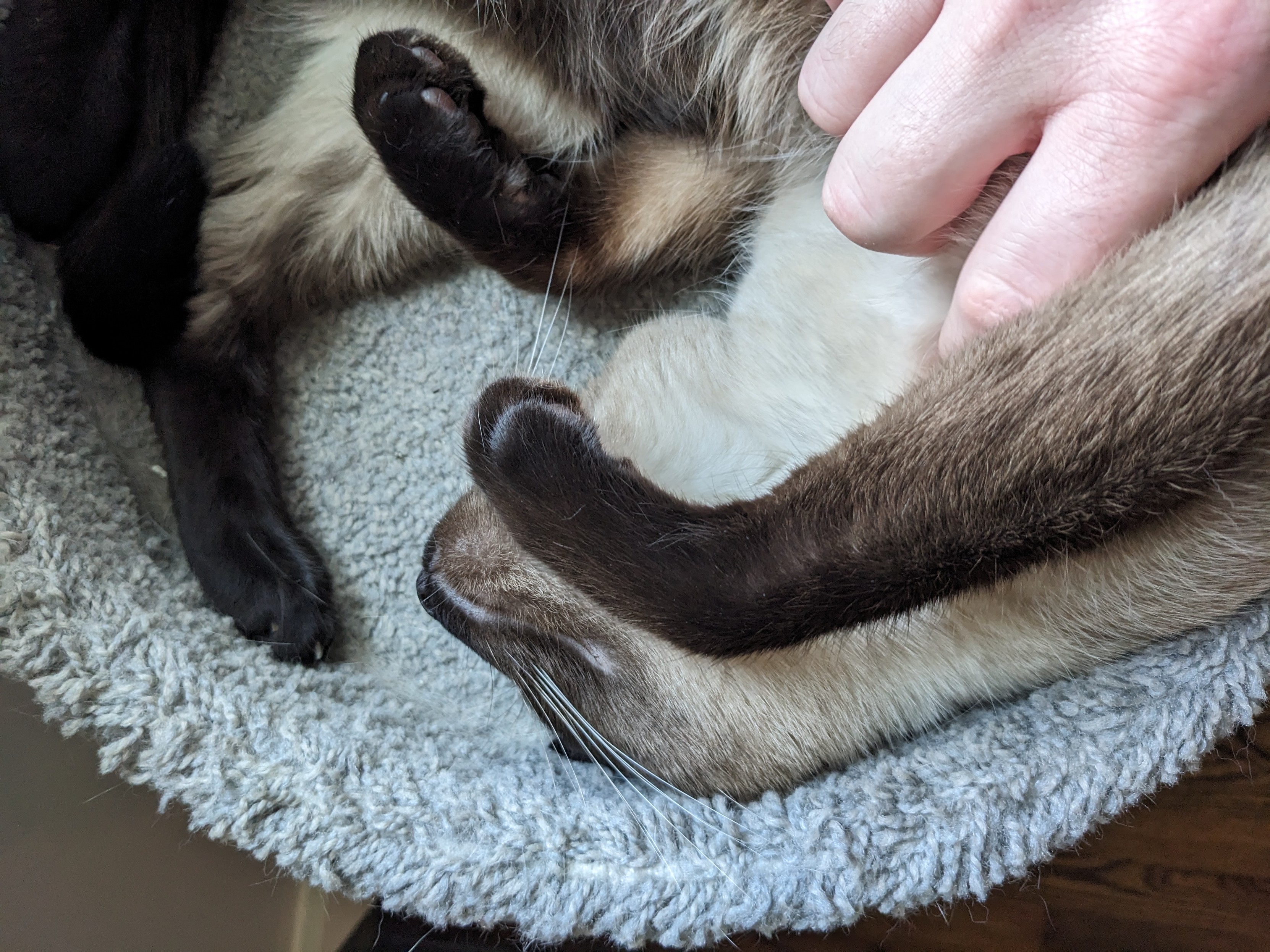 Photo of a Siamese cat curled up, upside down, being pet on its belly