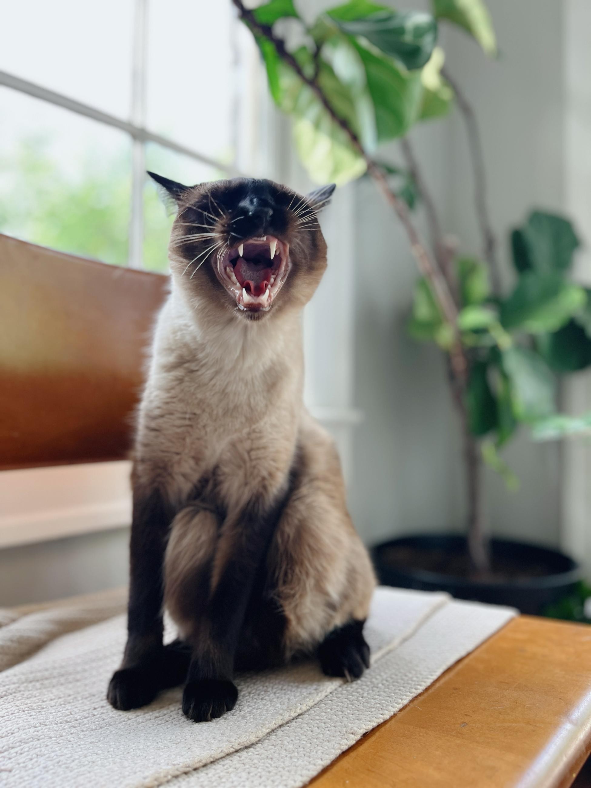 a siamese cat yawning. big teeth action