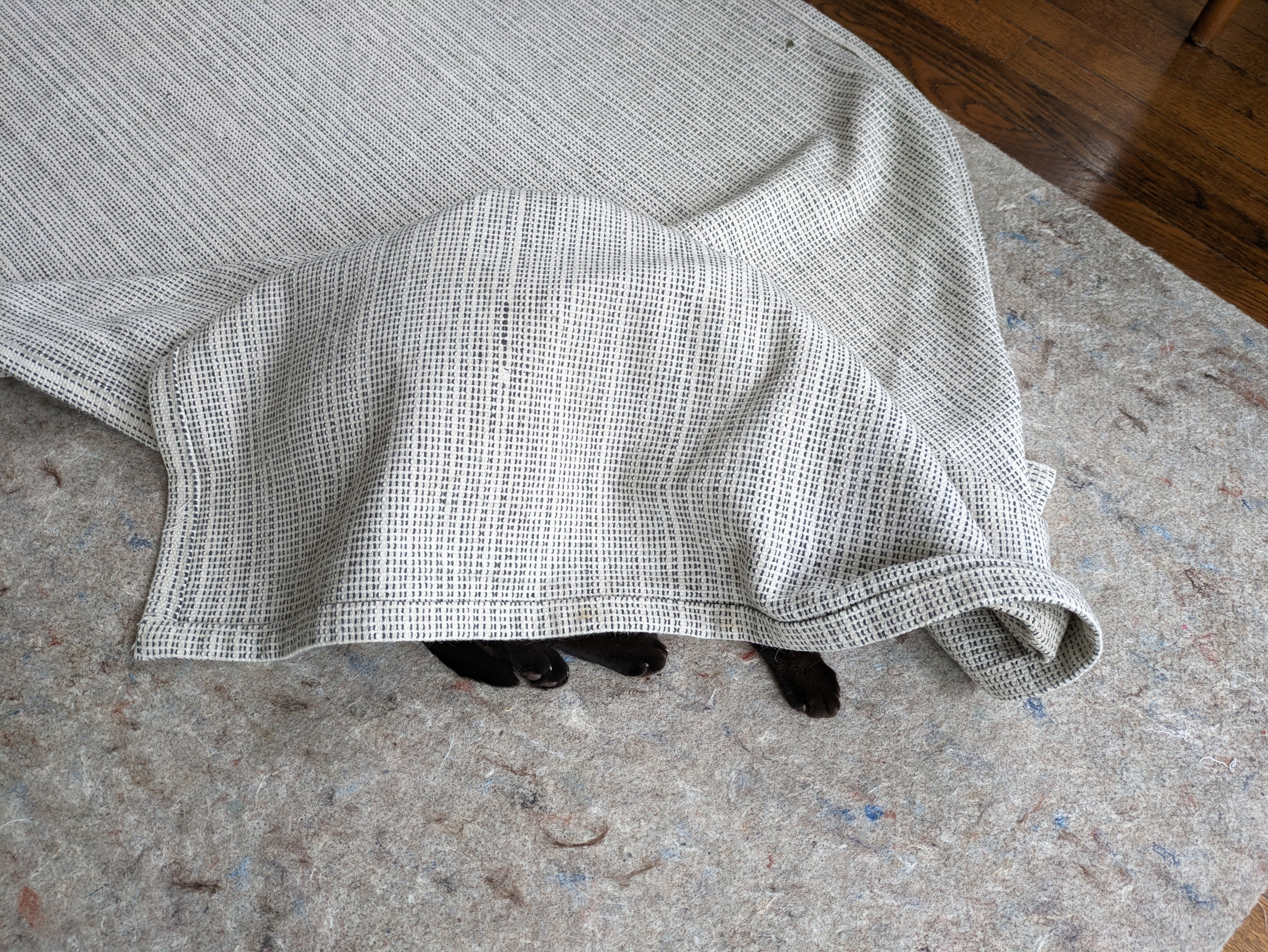 Cat feet sticking out from under a rug