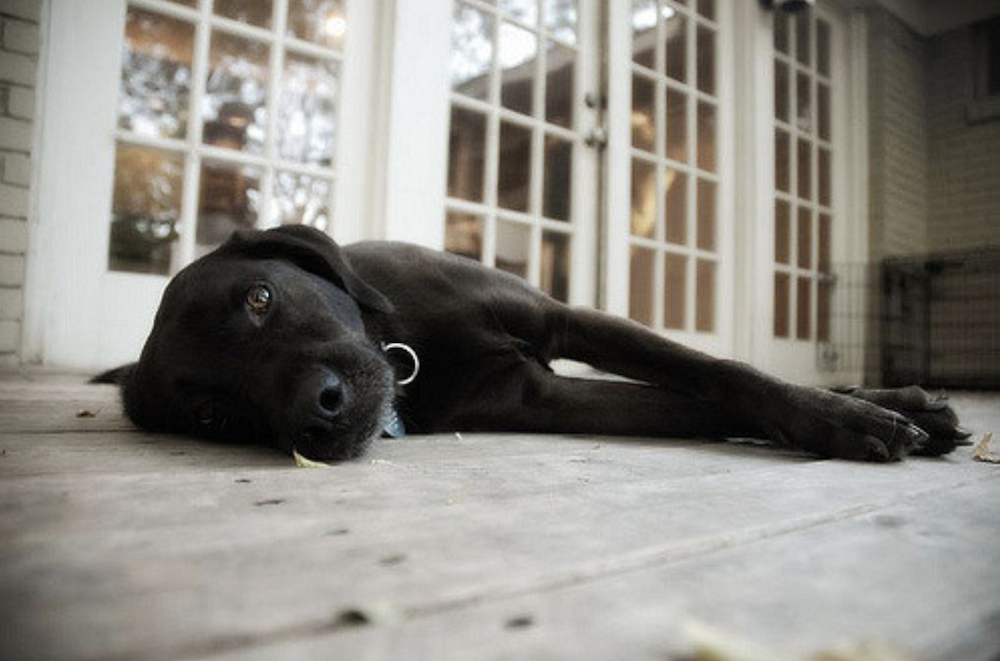 A black mutt of a dog laying on his side, on a wooden patio in front of white patio doors. He is looking directly into the camera. He looks sad and/or anxious. Or maybe just tired.
