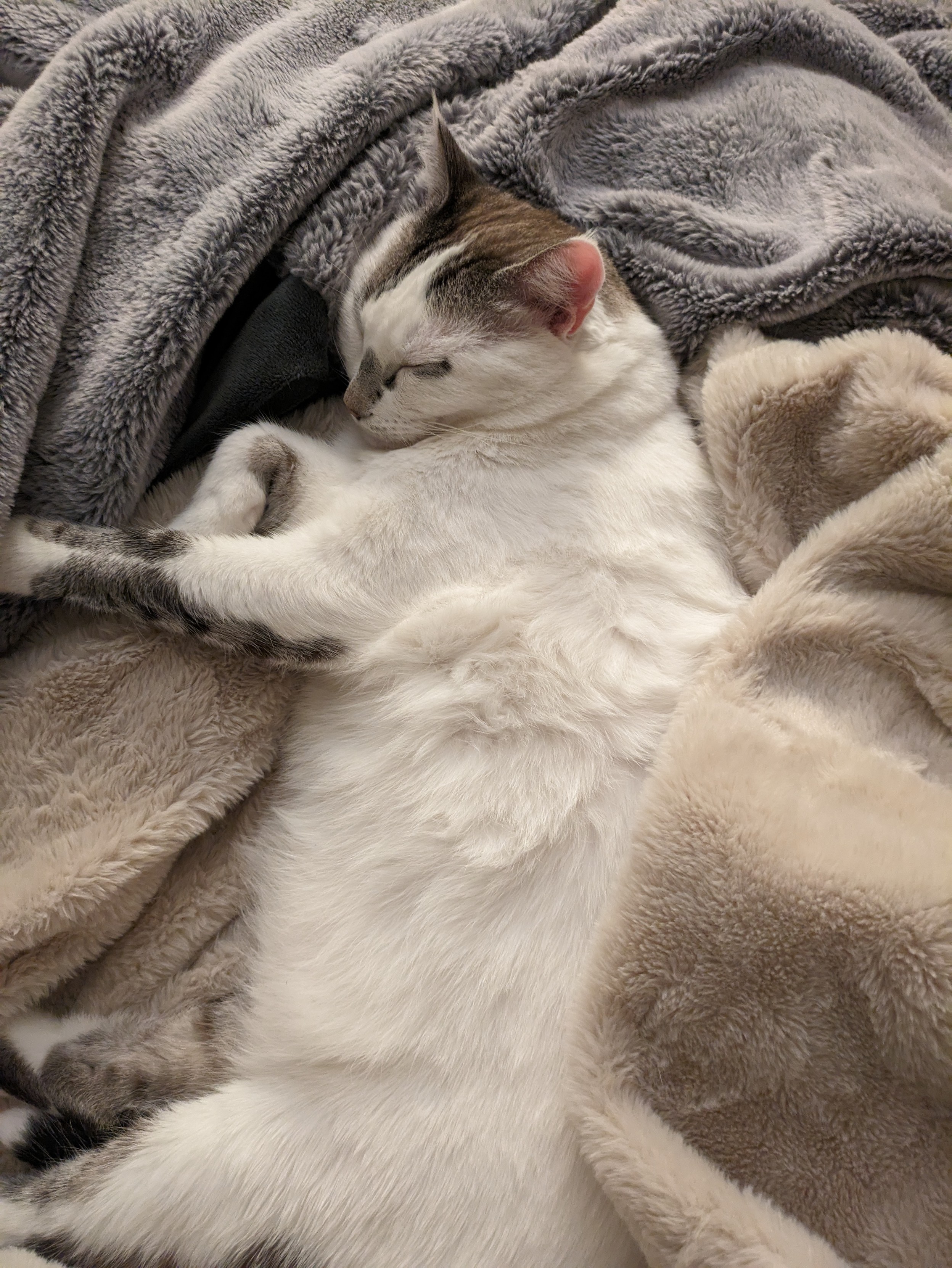 A white cat nestled in many fuzzy blankets 