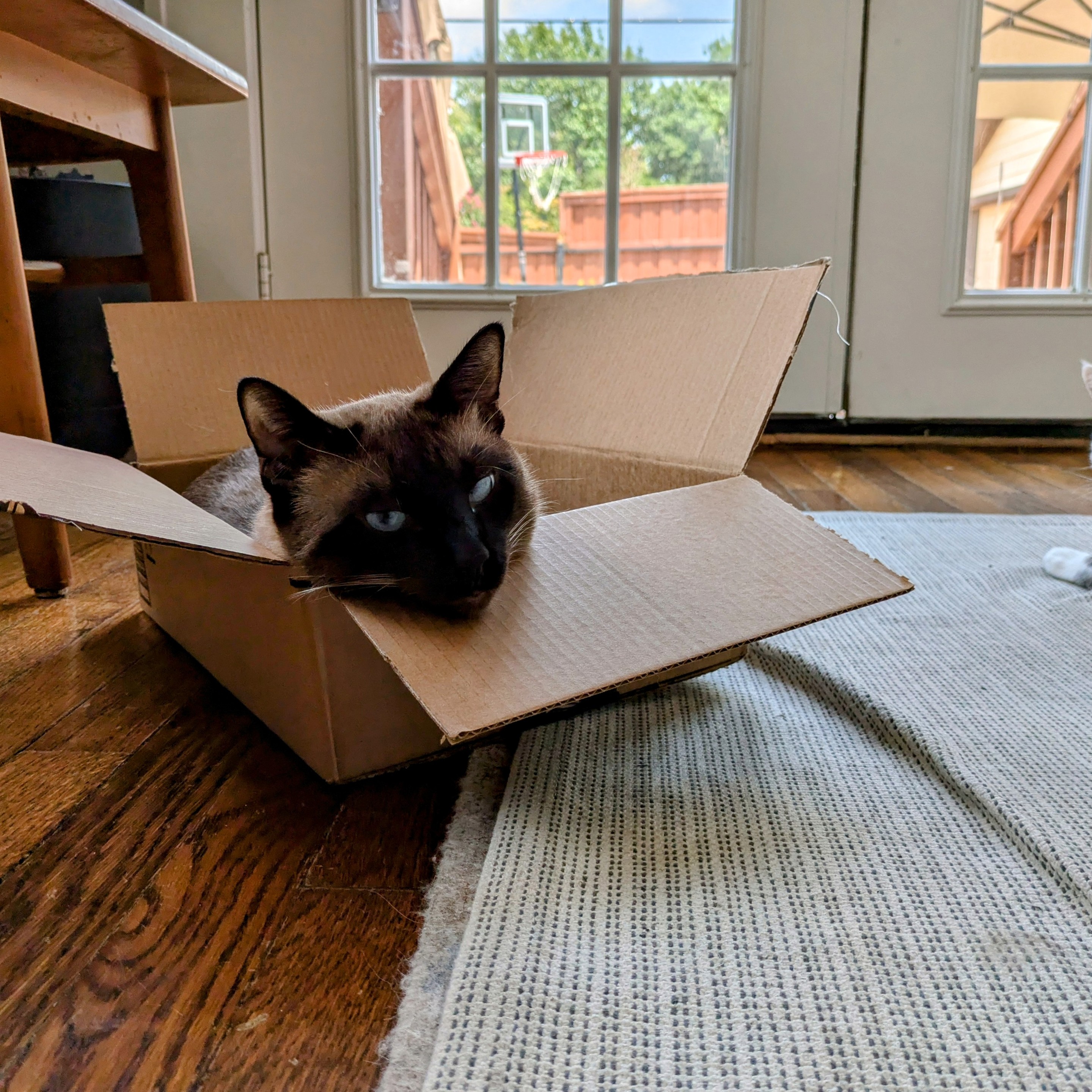 Siamese cat in a box, facing camera, head resting on the edge of the box so that's basically will you can see