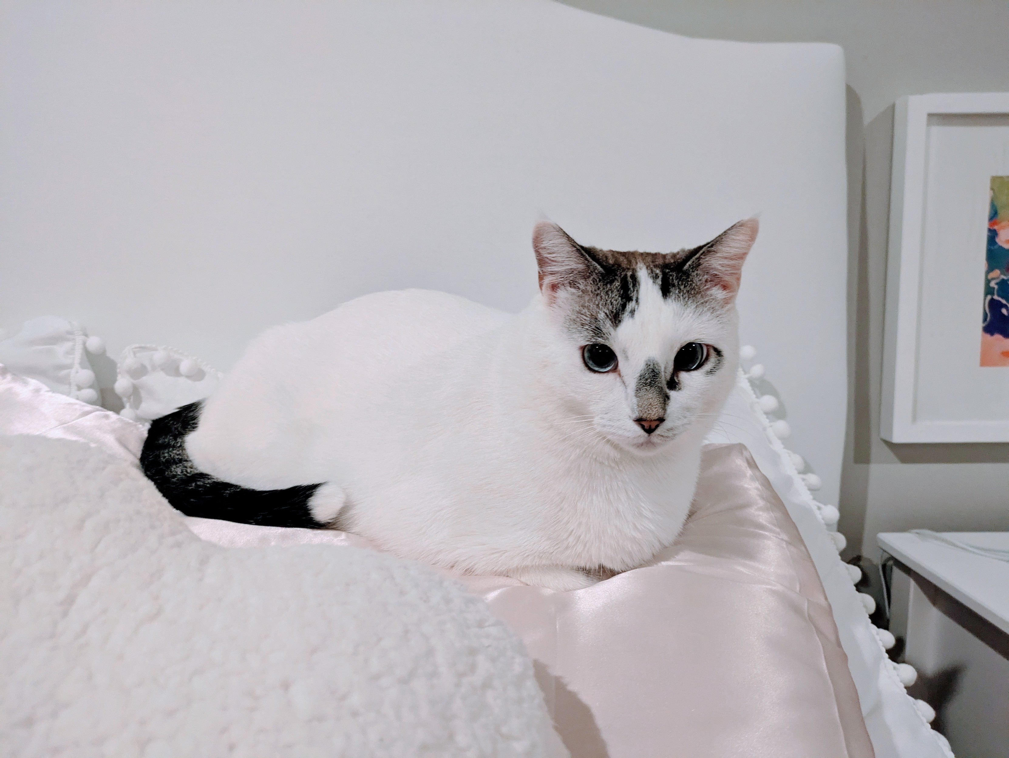 A white cat laying on white and pink pillows in front of a white headboard 