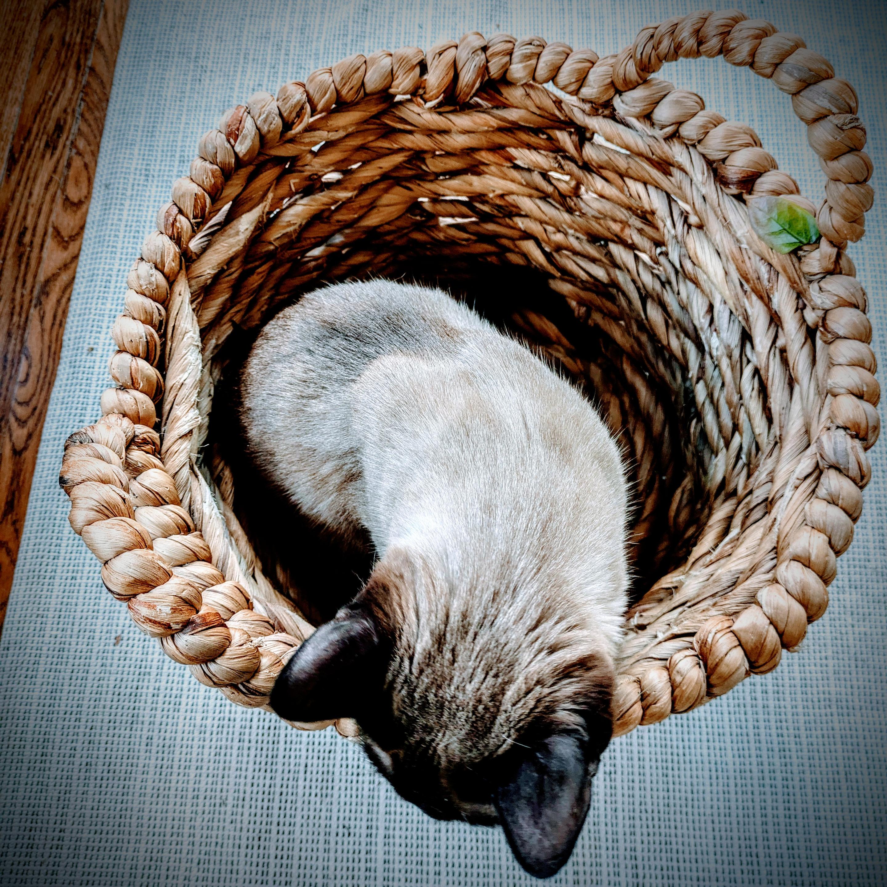 Top down view of a Siamese cat in a basket