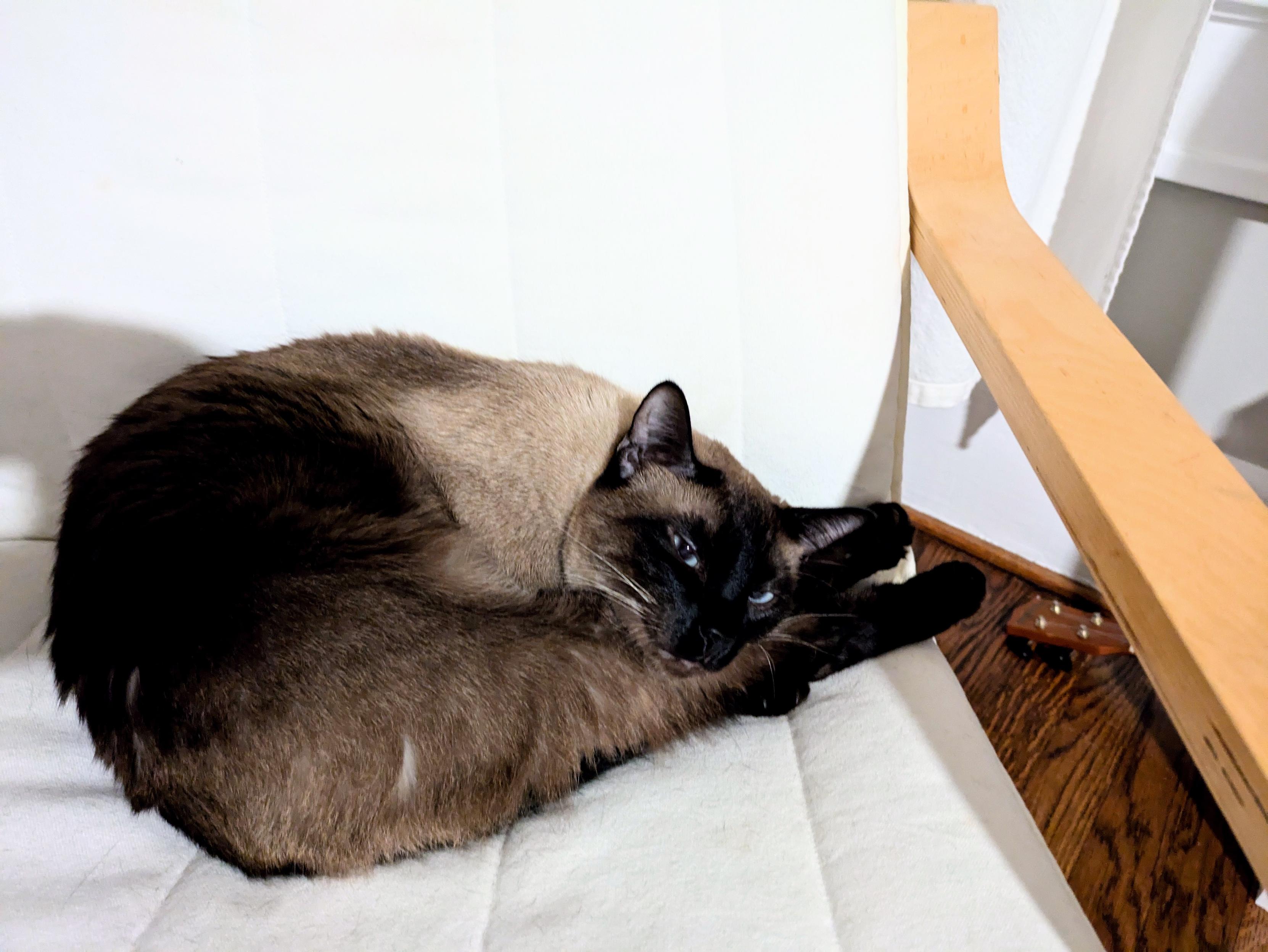 A Siamese cat curled up on a white chair with his hind feet in front of his head