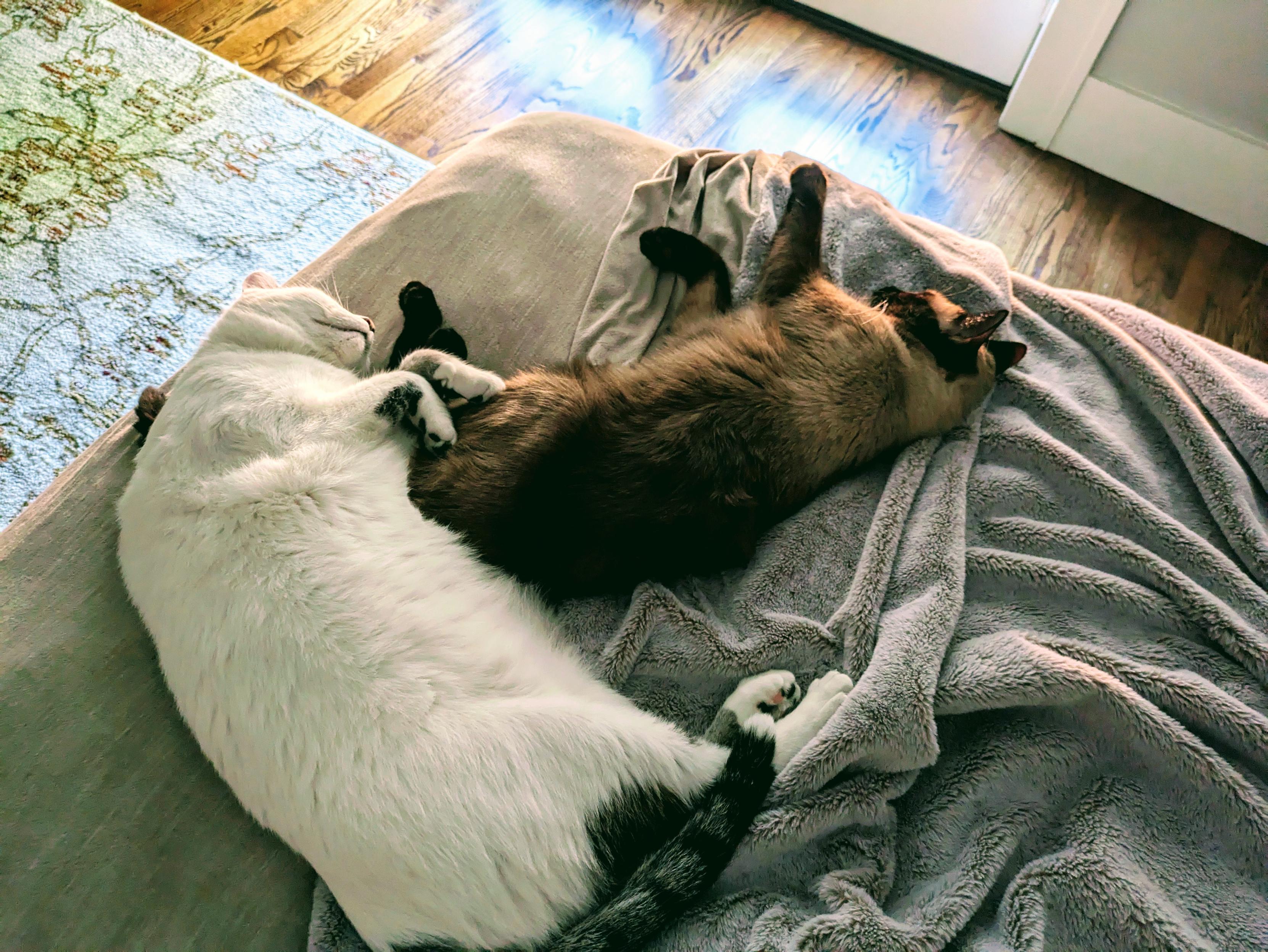 Two cats sleeping on a bed. One Siamese and one white Lynx Point Siamese. They are perpendicular with the white one across the backside of the Siamese 