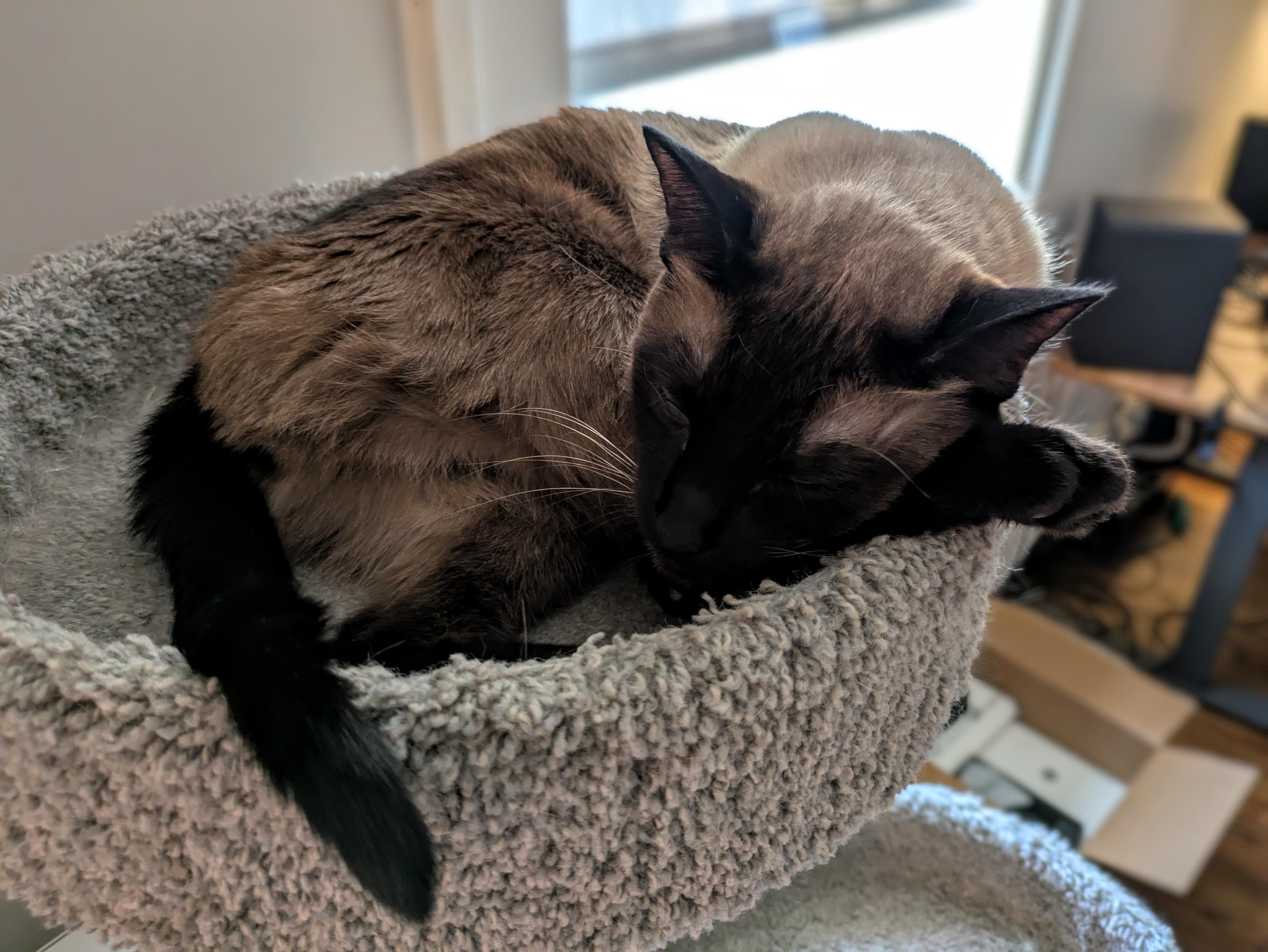 A Siamese cat resting its head on a hind leg