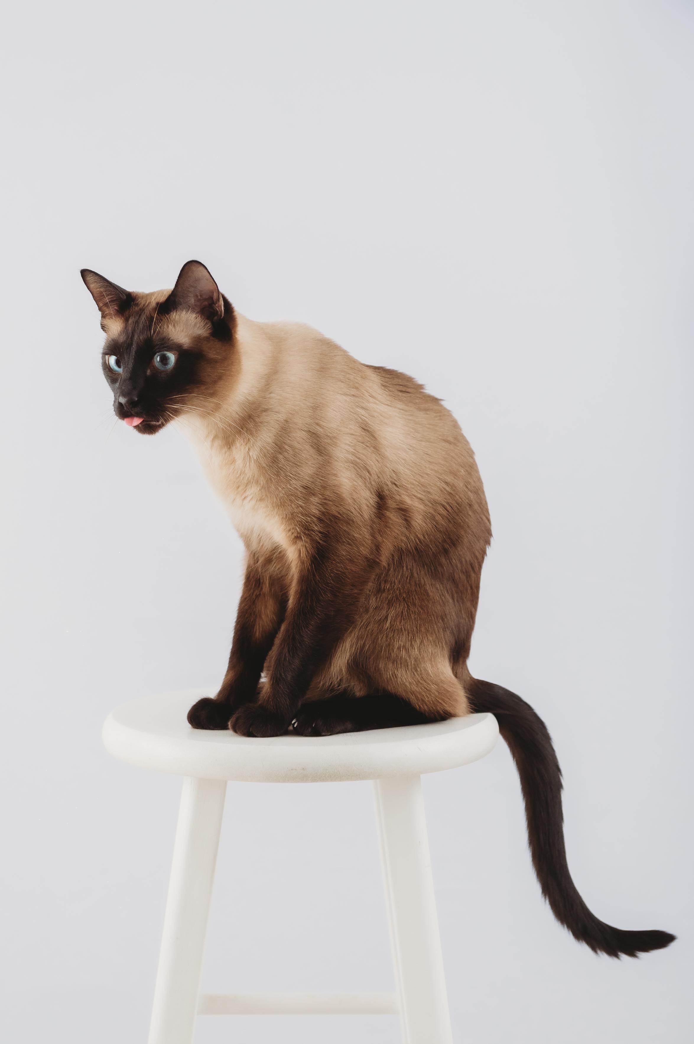 A Siamese cat sitting on a white stool in front of a white background with a bit of its tongue sticking out 