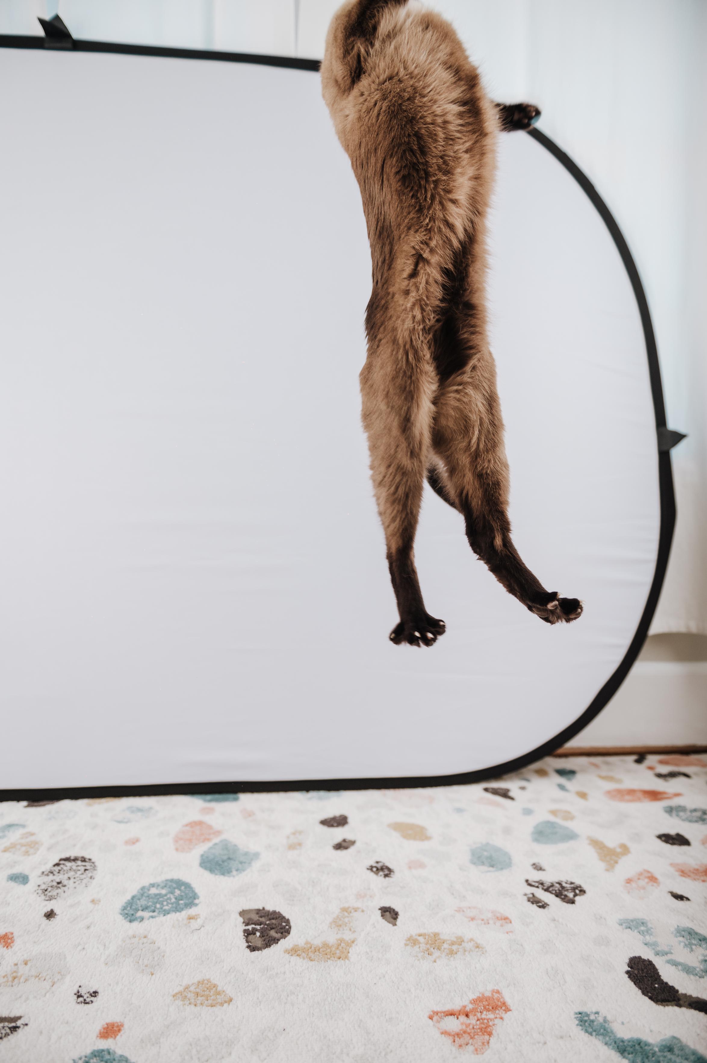 The body of a cat in mid-jump, head out of the top of the frame 
