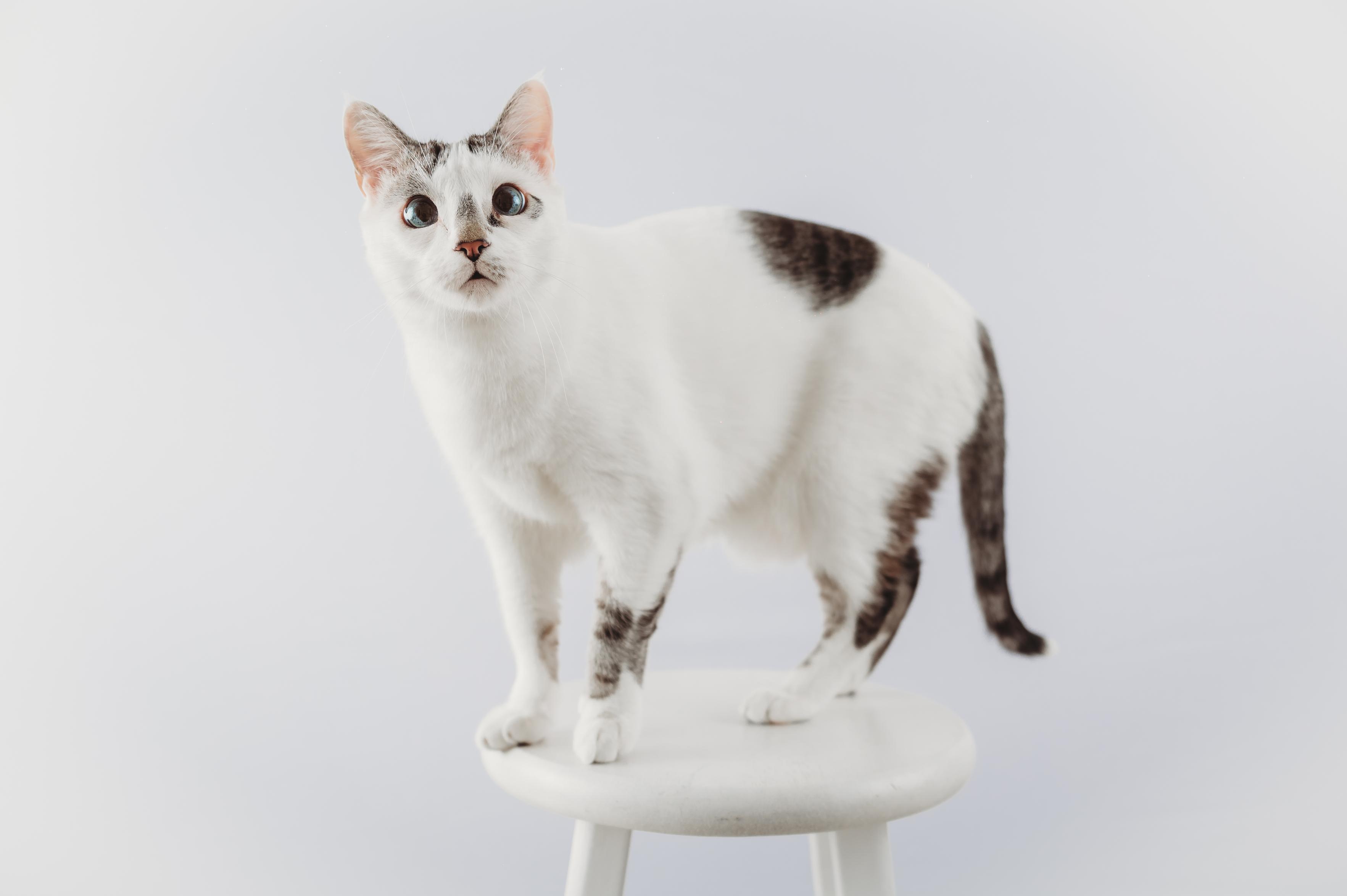 White Linx point Siamese standing on a white stool in front of a white background 