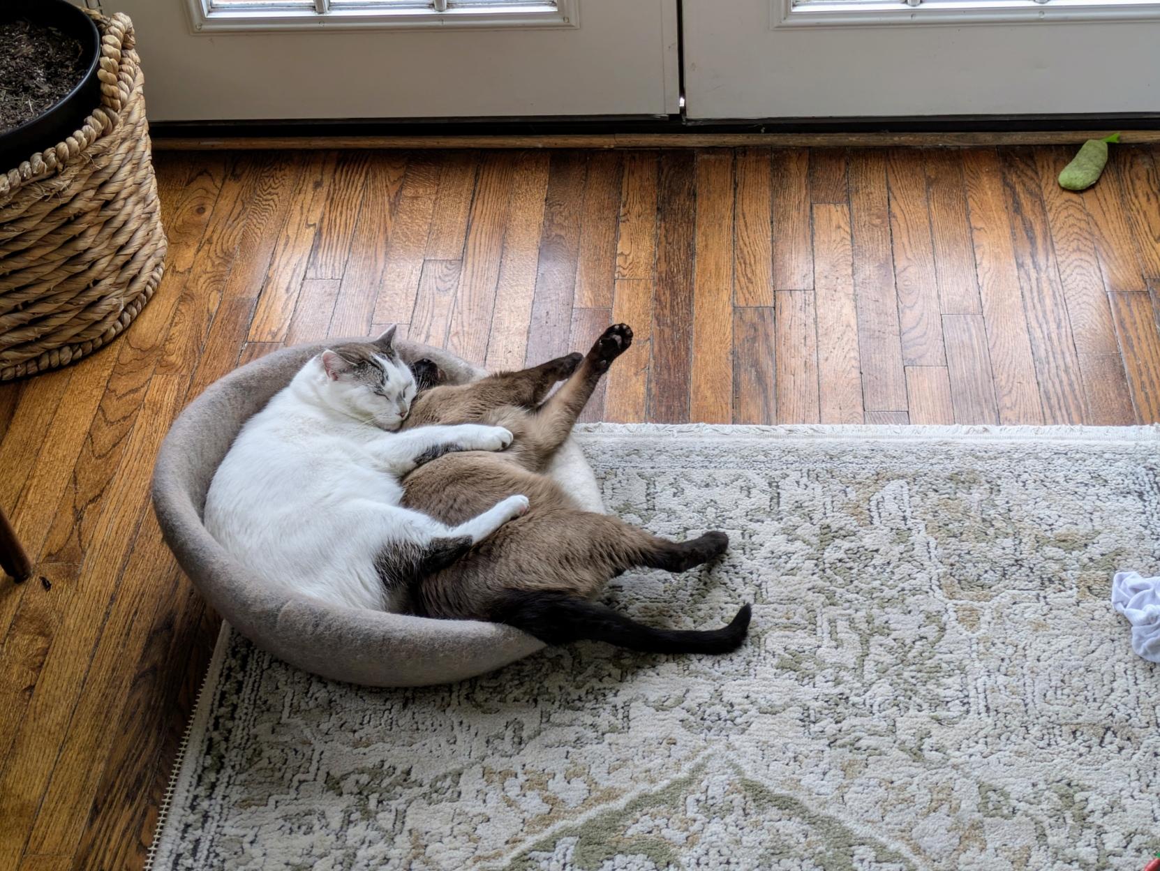 Two cats sleeping in a spooning position with the white cat's legs draped over the Siamese cat