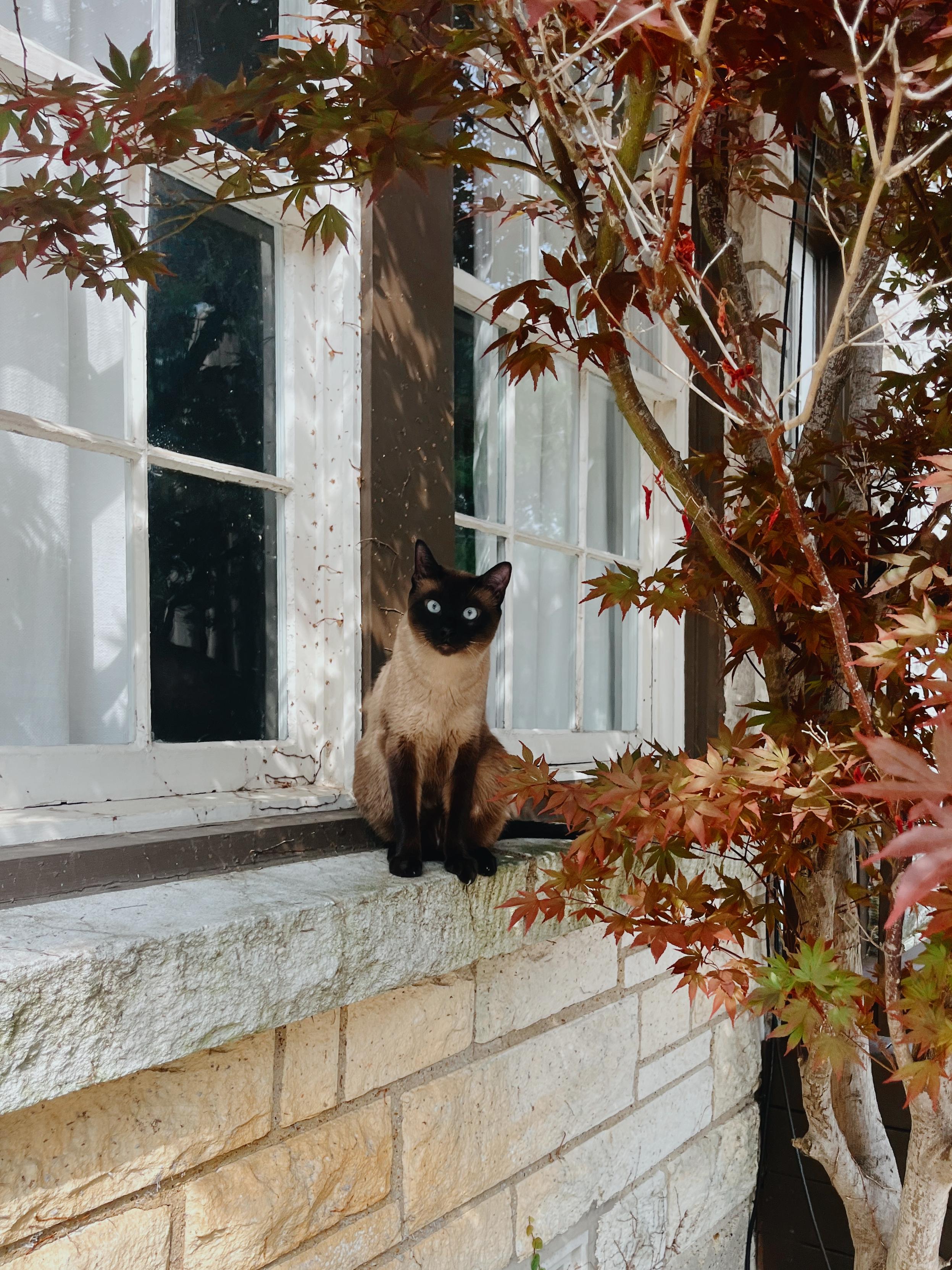 a Siamese cat sitting calmly on the stone windowsill of a house. The cat has a sleek cream-colored body with dark brown points on its ears, face, paws, and tail, and striking blue eyes that are looking directly at the camera.

The windowsill is part of a light-colored stone wall, and the window behind the cat has white-framed panes and white curtains inside. A tree with red and green maple-like leaves partially frames the scene, adding a natural and colorful contrast to the stone and wood of the house. The overall atmosphere is serene and slightly whimsical, with the cat appearing alert and elegant amidst the foliage.