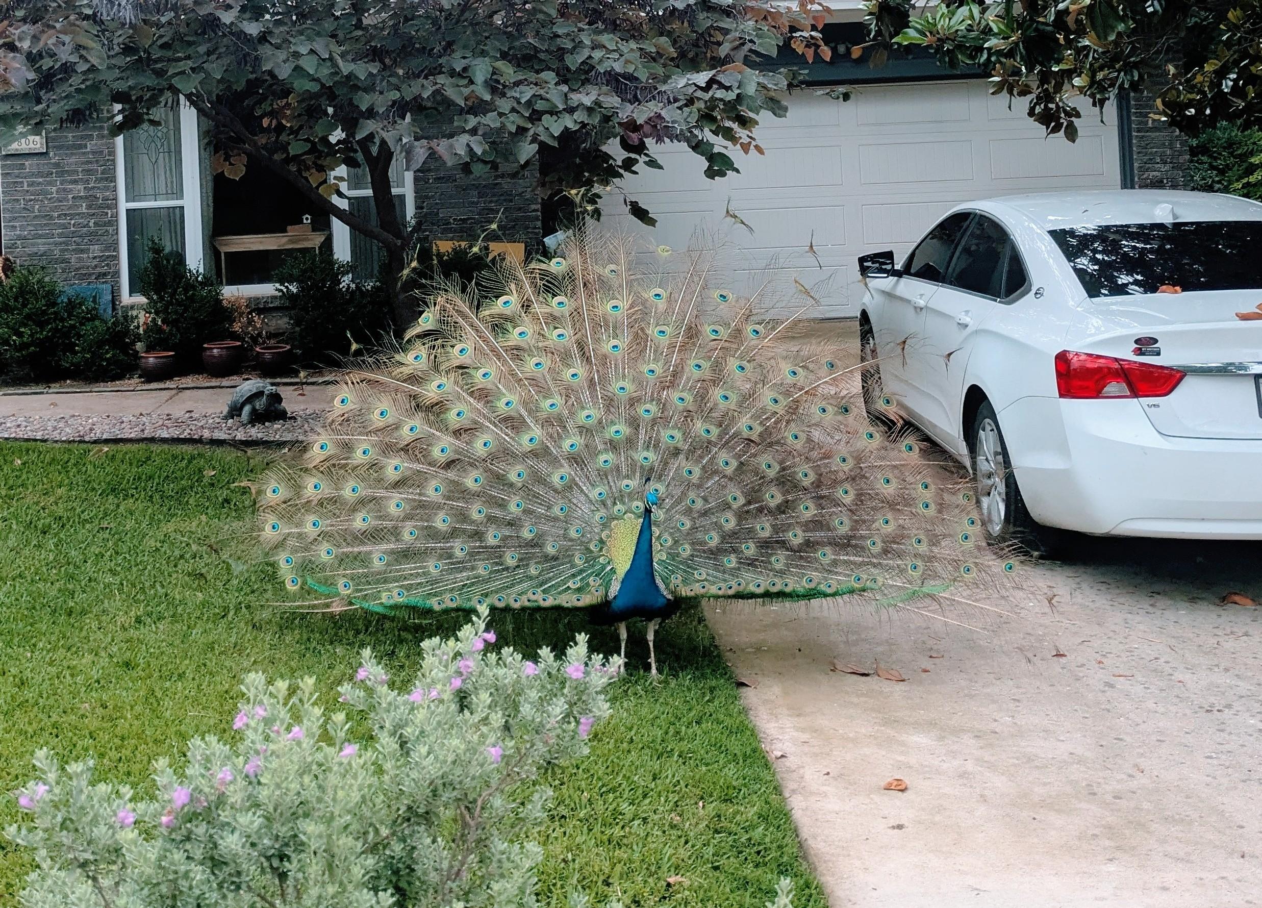 A peacock 🦚 in a front yard next to a driveway 