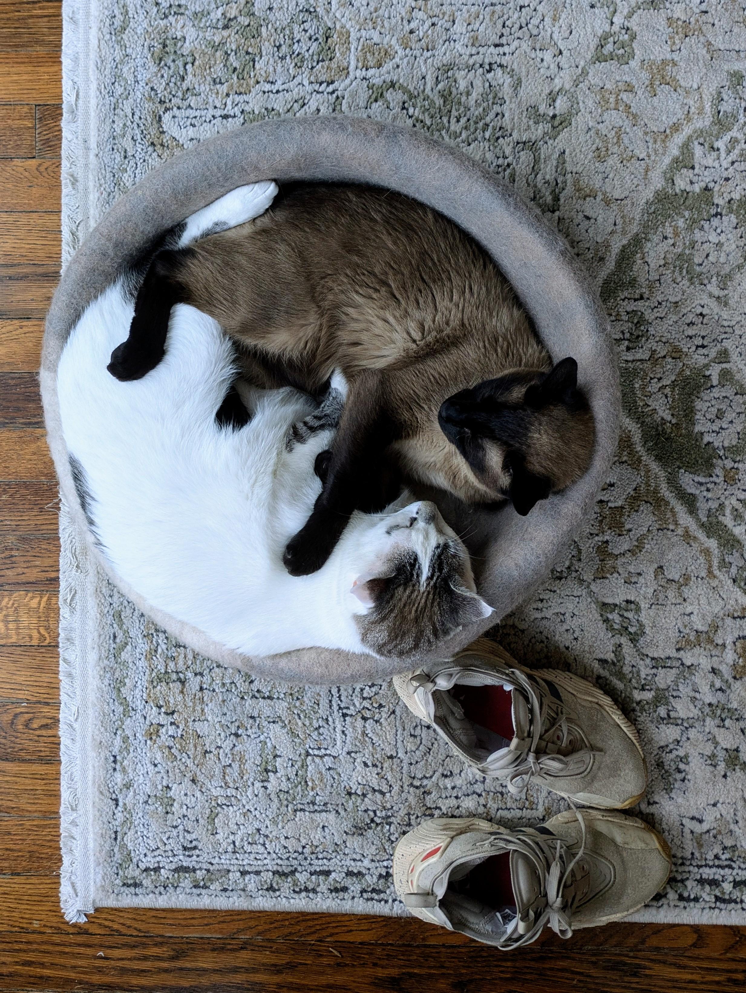 A white cat and a brown and black Siamese cat laying together in a round cat bed, facing each other. The Siamese cat's legs are draped over the white cat. It's a little bit like ☯️