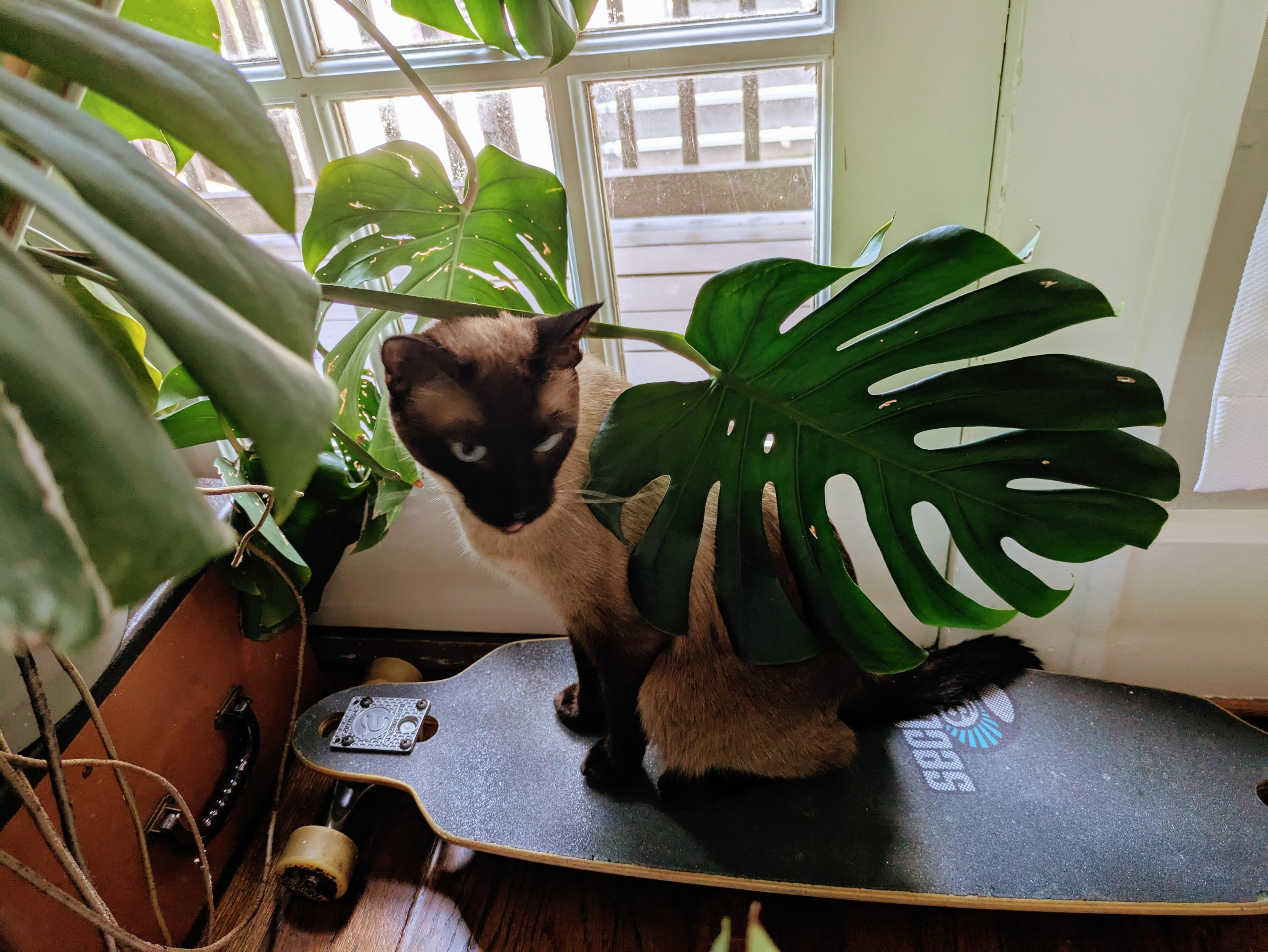 A Siamese cat sits on a longboard, partially hidden by the large split leaves of a Monstera plant near a sunlit window.