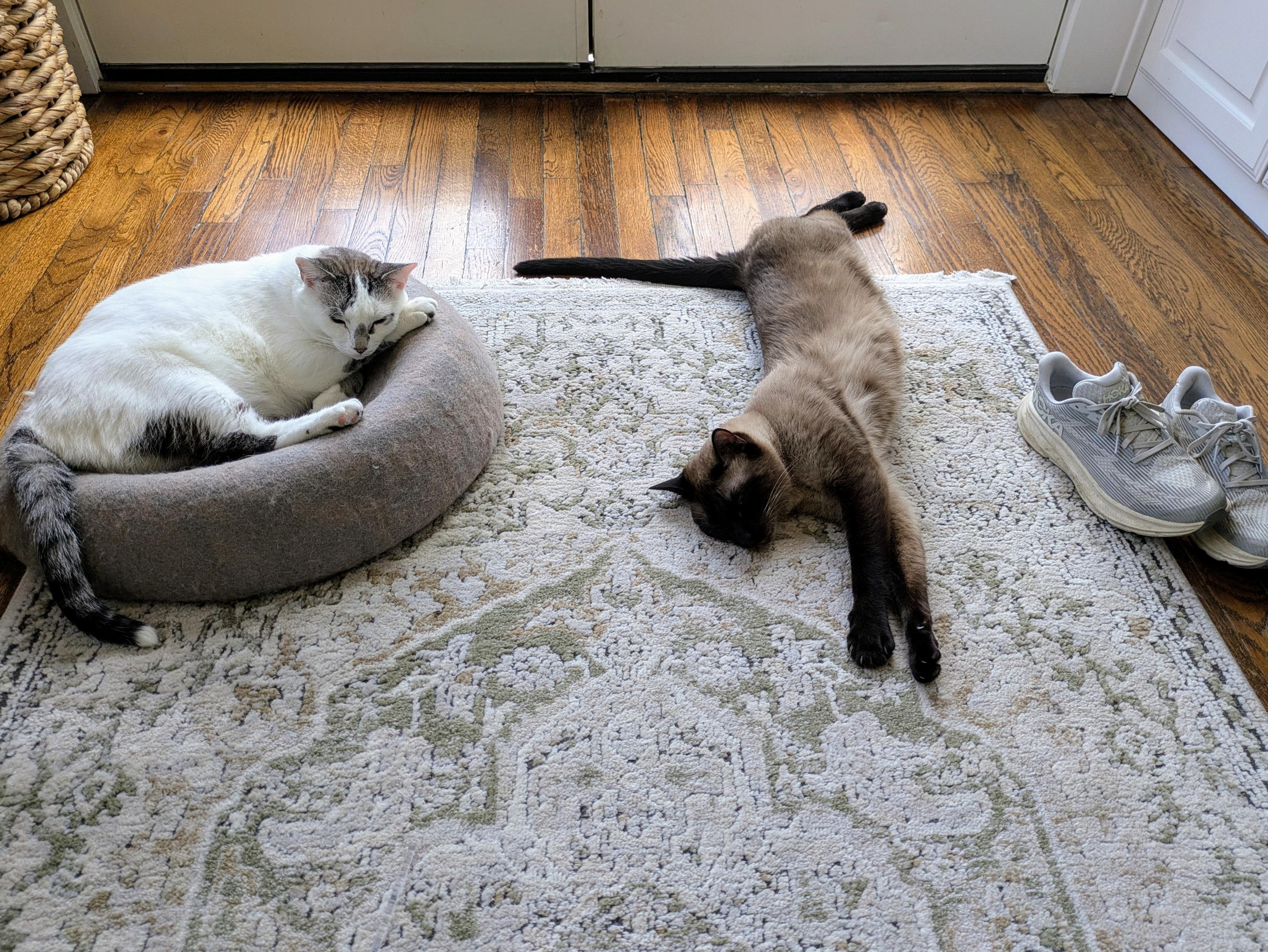 A white cat and a Siamese cat sleeping next to one another in a patterned rug. They look maximally relaxed 
