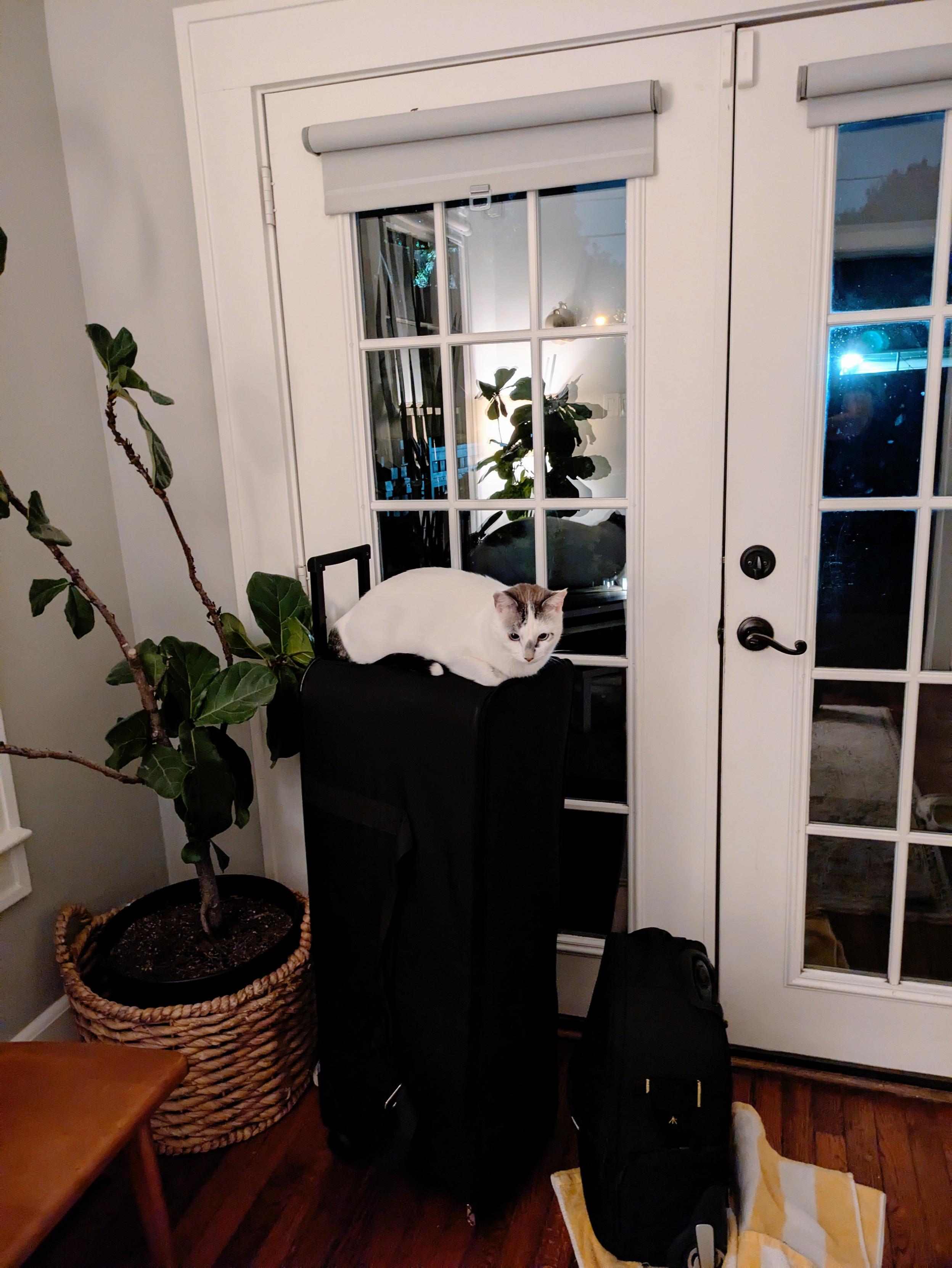 A white cat sitting on top of a long black photo light case sitting on its end near white doors