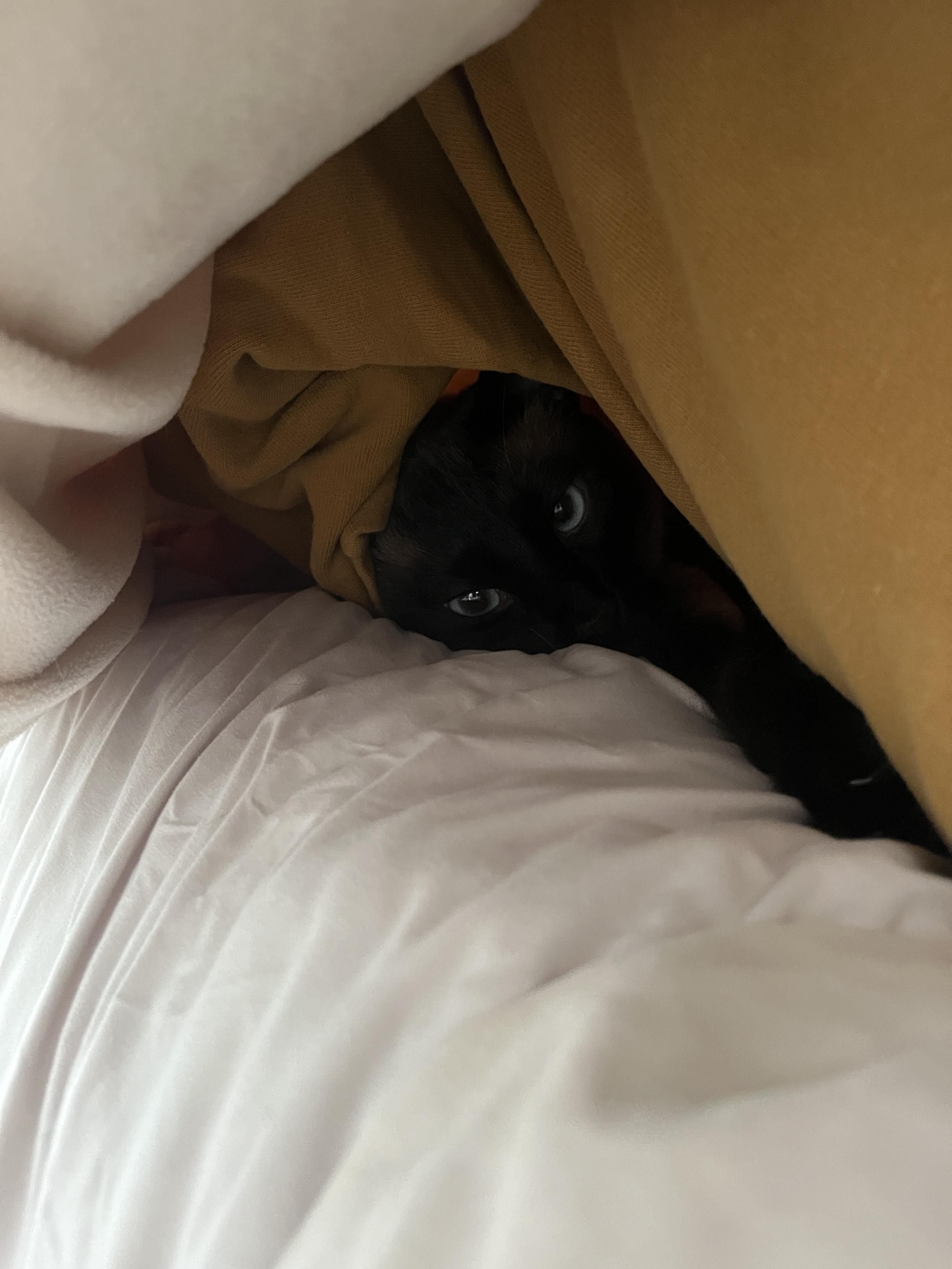 Black cat peeking out between mattress and leg