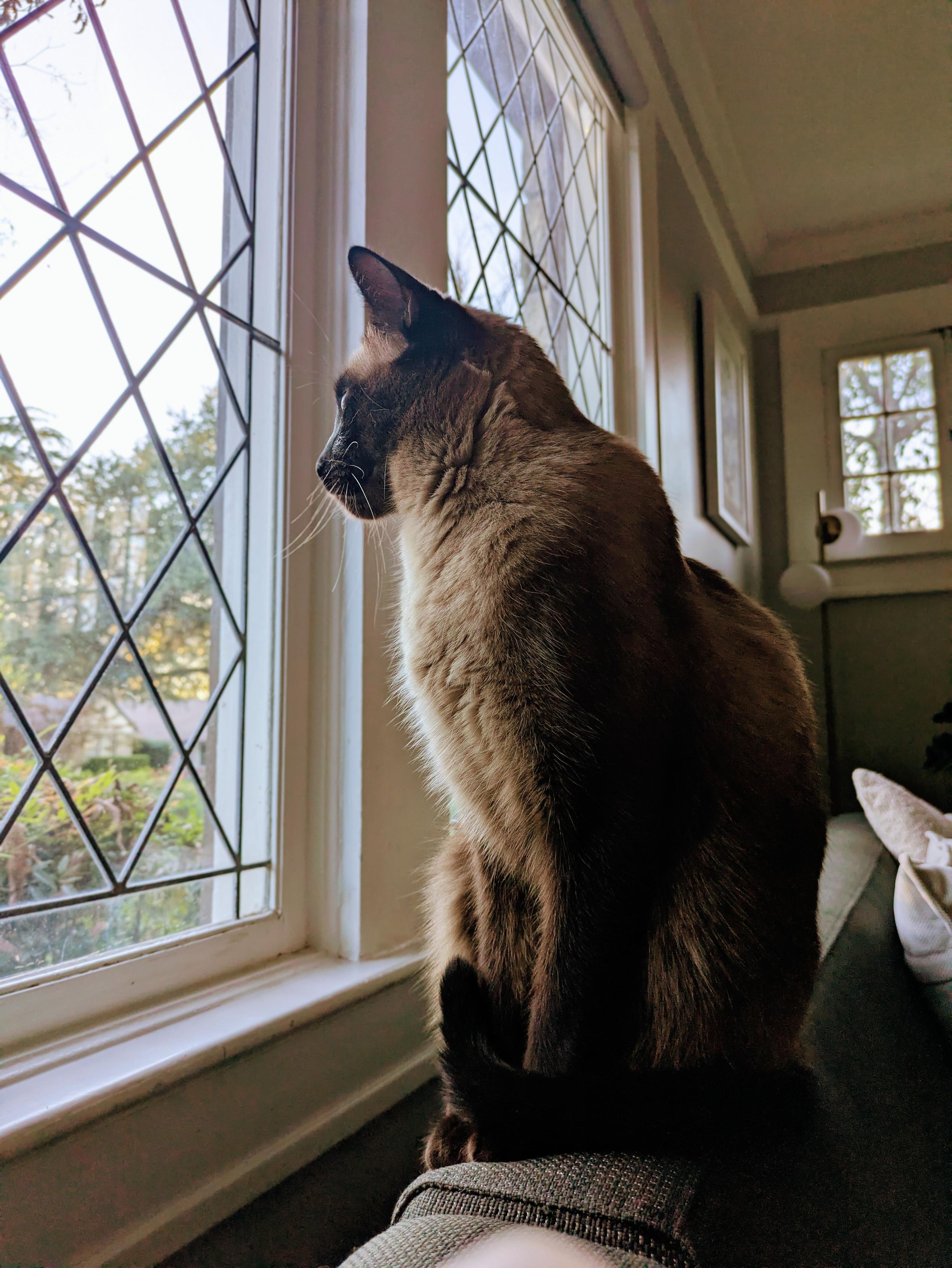 A Siamese cat sits upright on the back of a couch, gazing out a window with diamond-pane glass. Soft daylight highlights its profile as it looks intently outside.