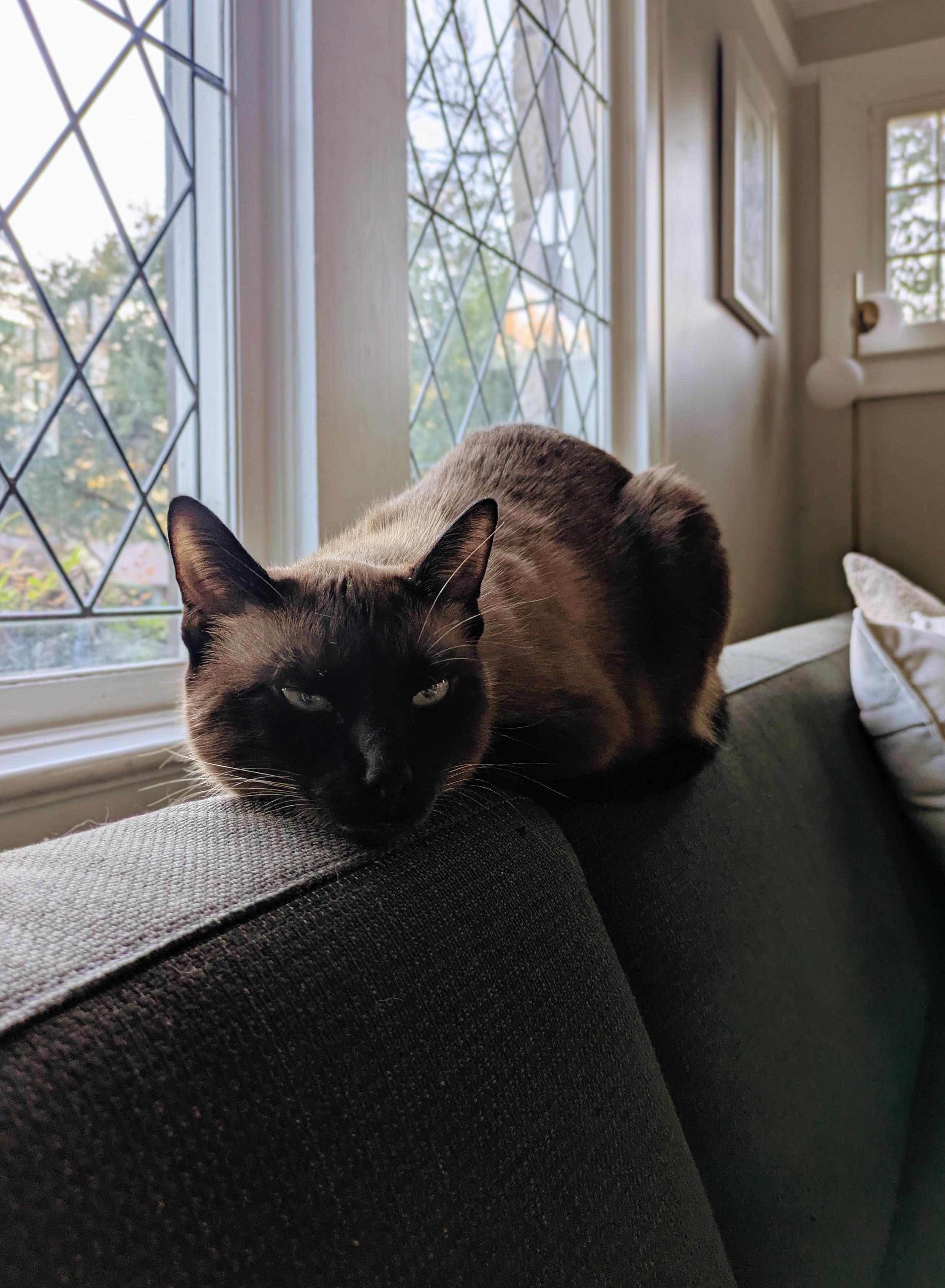 A Siamese cat lies stretched along the back of a couch, head resting flat and eyes half-open in a relaxed, sleepy expression. The diamond-pane windows behind it let in soft ambient light.