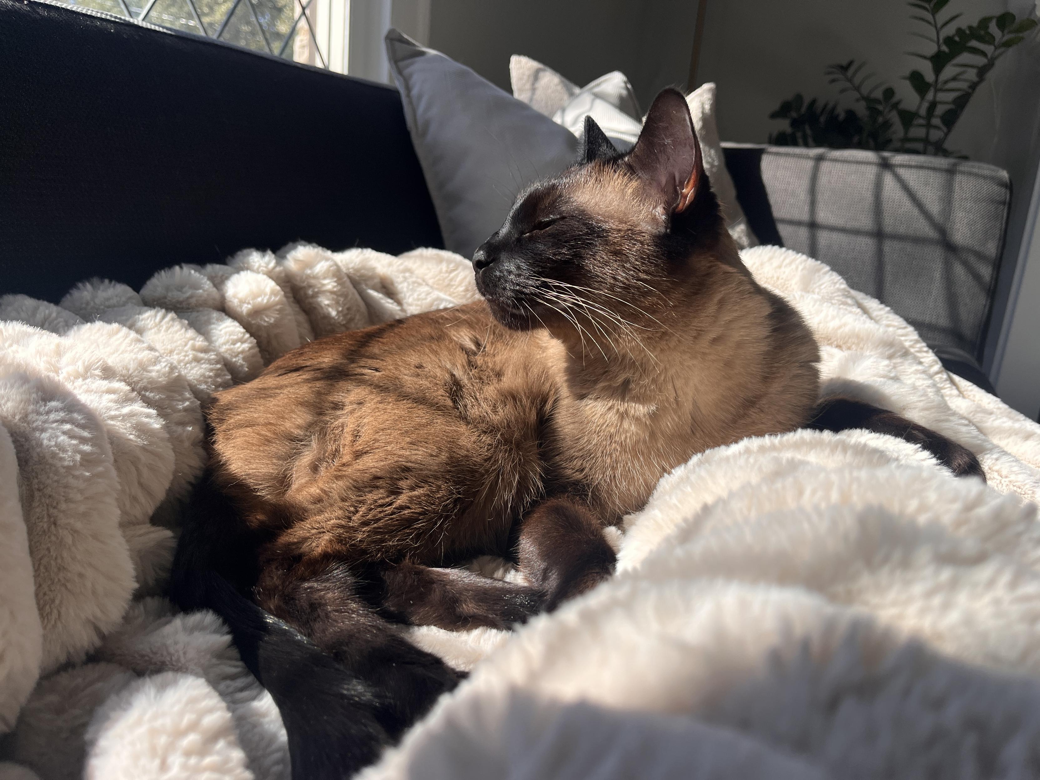 A Siamese cat with dark face, ears, and paws lounges on a plush cream-colored blanket, eyes closed, basking in warm sunlight by a window.