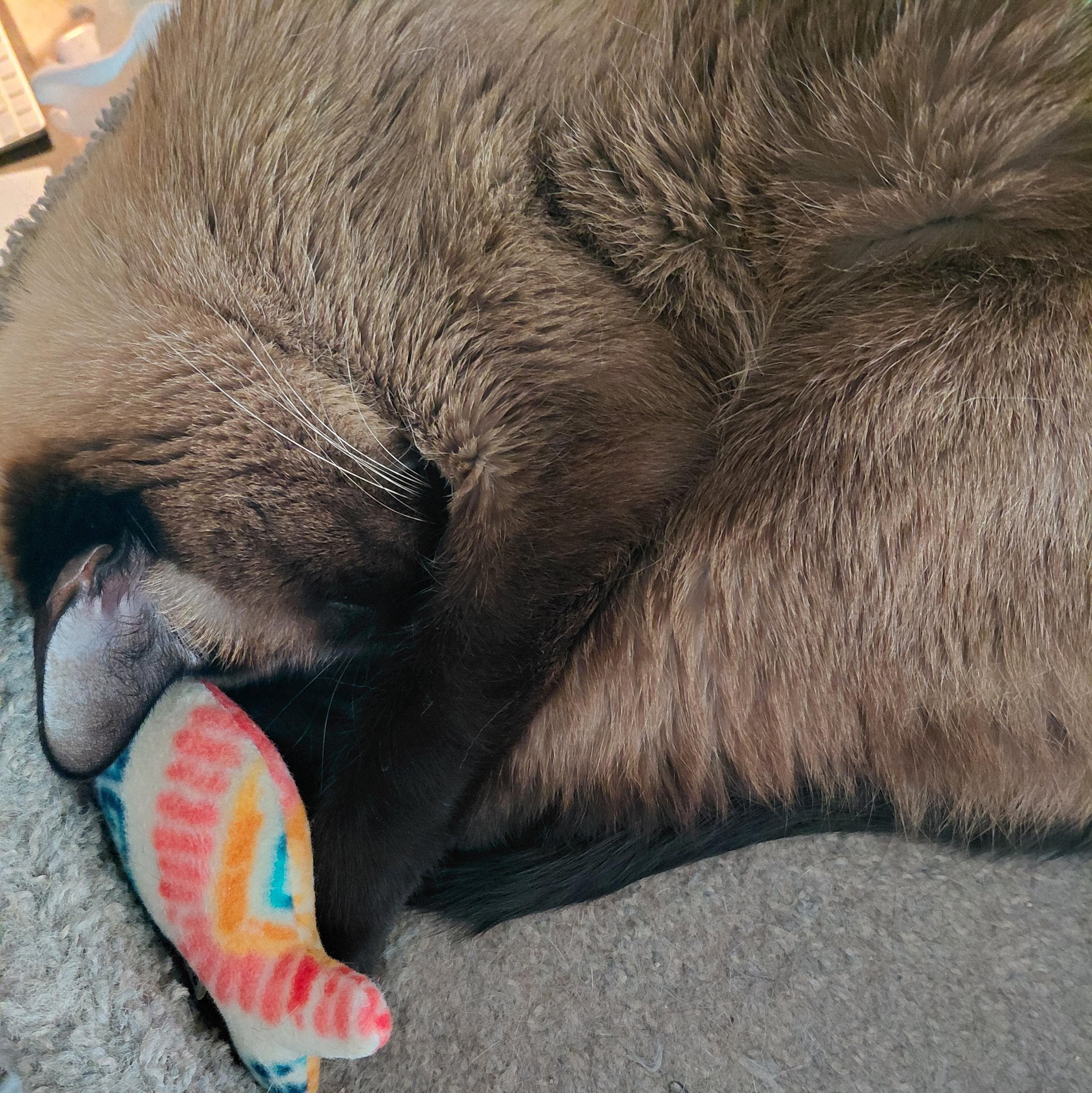 A fluffy Siamese cat curled tightly in a gray cat treetop, nose tucked down under paws, with a colorful plush toy with red, orange, and blue patterns next to its head.
