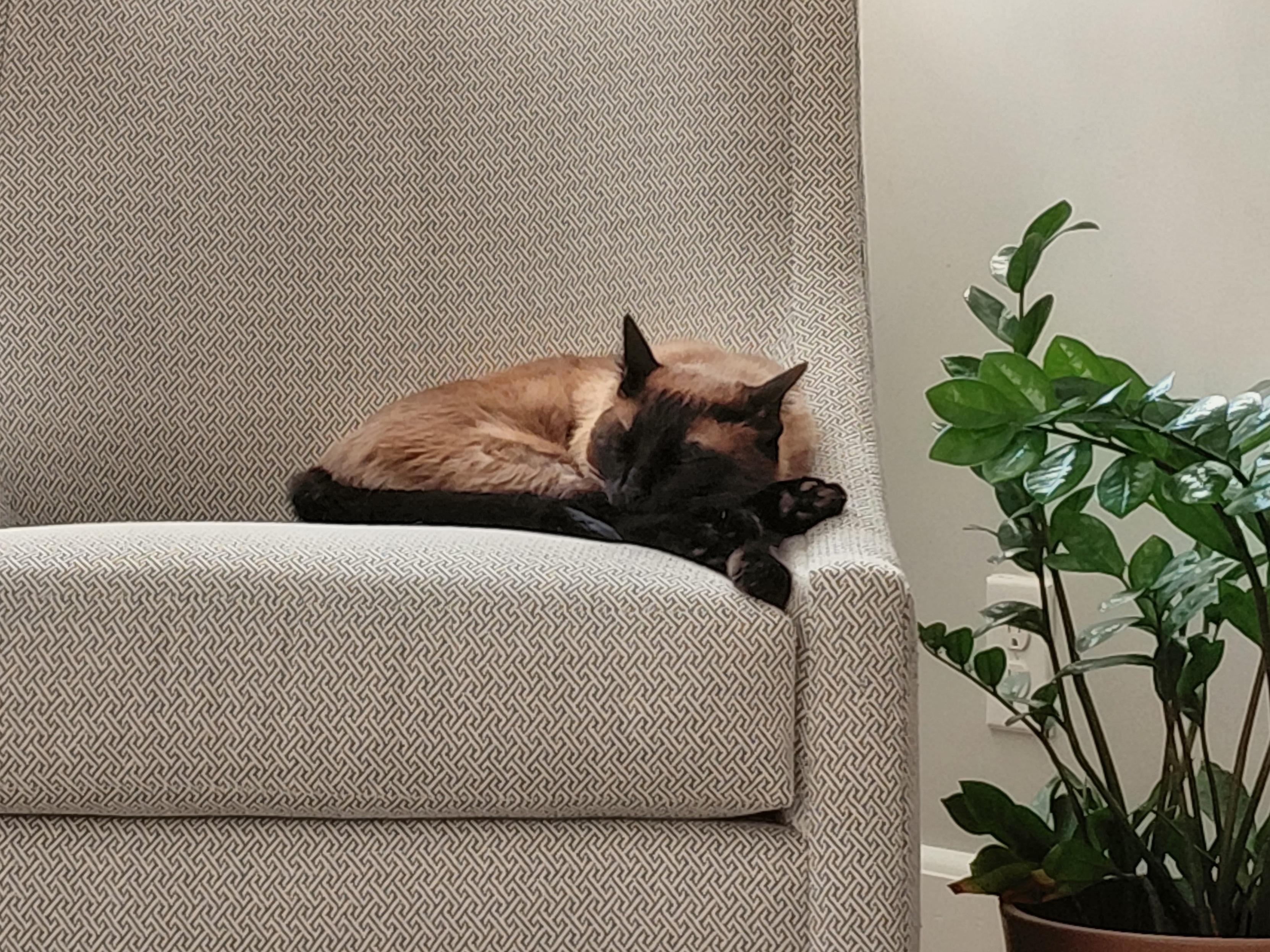 Siamese cat curled up on a light chair