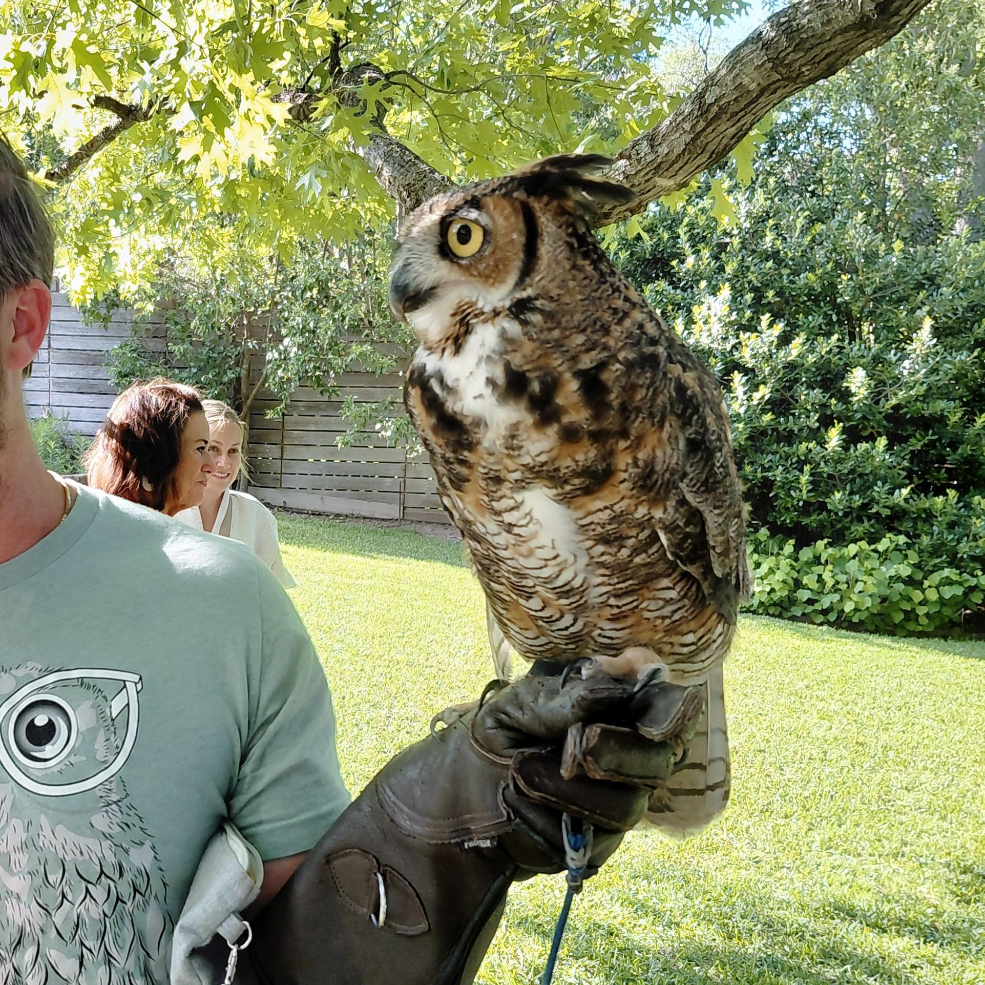 A large horned owl with bright yellow eyes perches on a handler’s gloved hand in a sunny backyard. The owl faces right, its ear tufts raised, with mottled brown and white feathers.