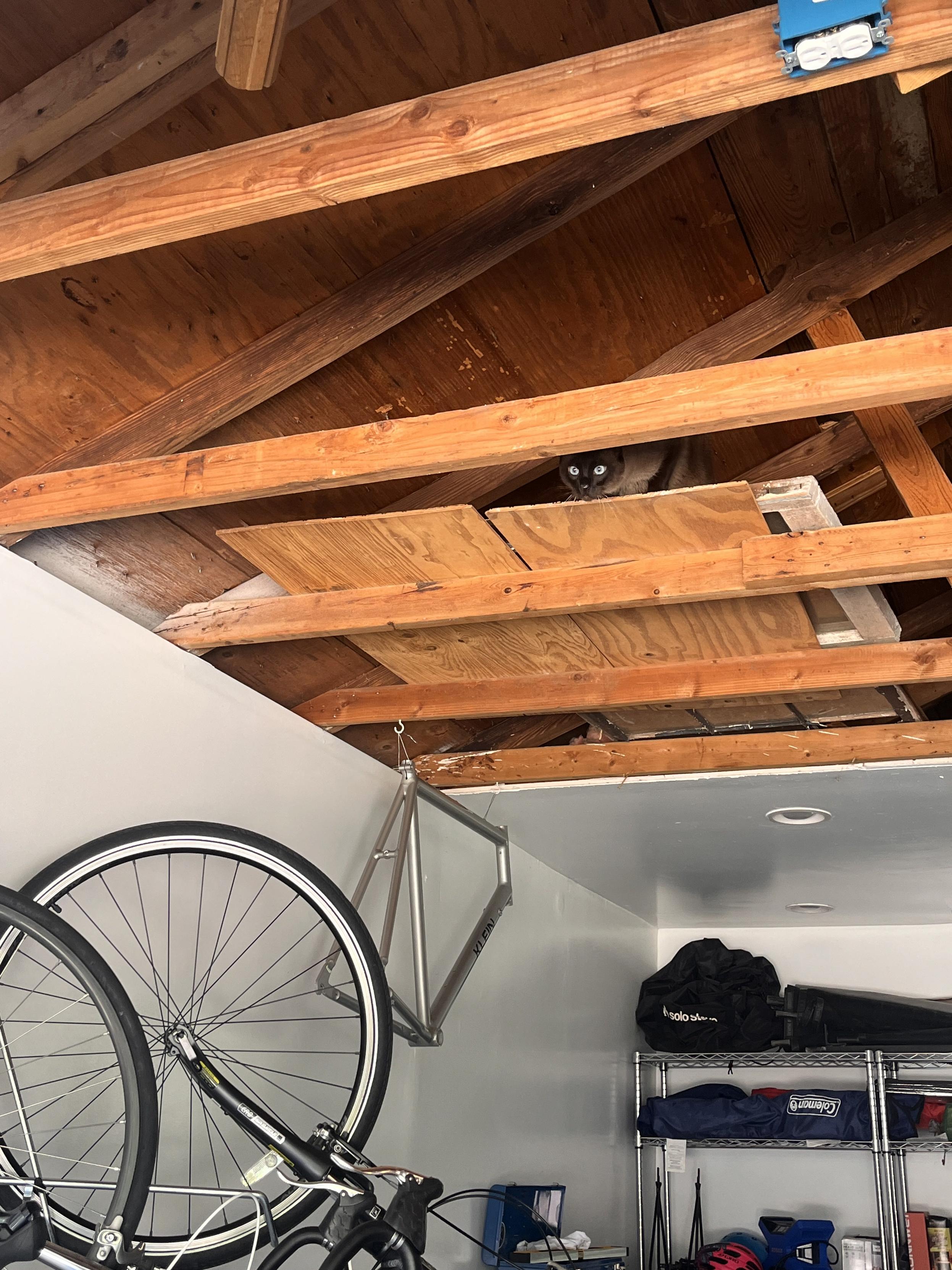 A dark-colored cat with bright eyes peers down from an opening in an unfinished wooden ceiling/attic space. Exposed beams and plywood panels run across the ceiling above a garage or workshop area, with part of a bicycle hanging below and metal storage shelves against the wall. The cat looks cautiously curious, partially hidden between the boards.